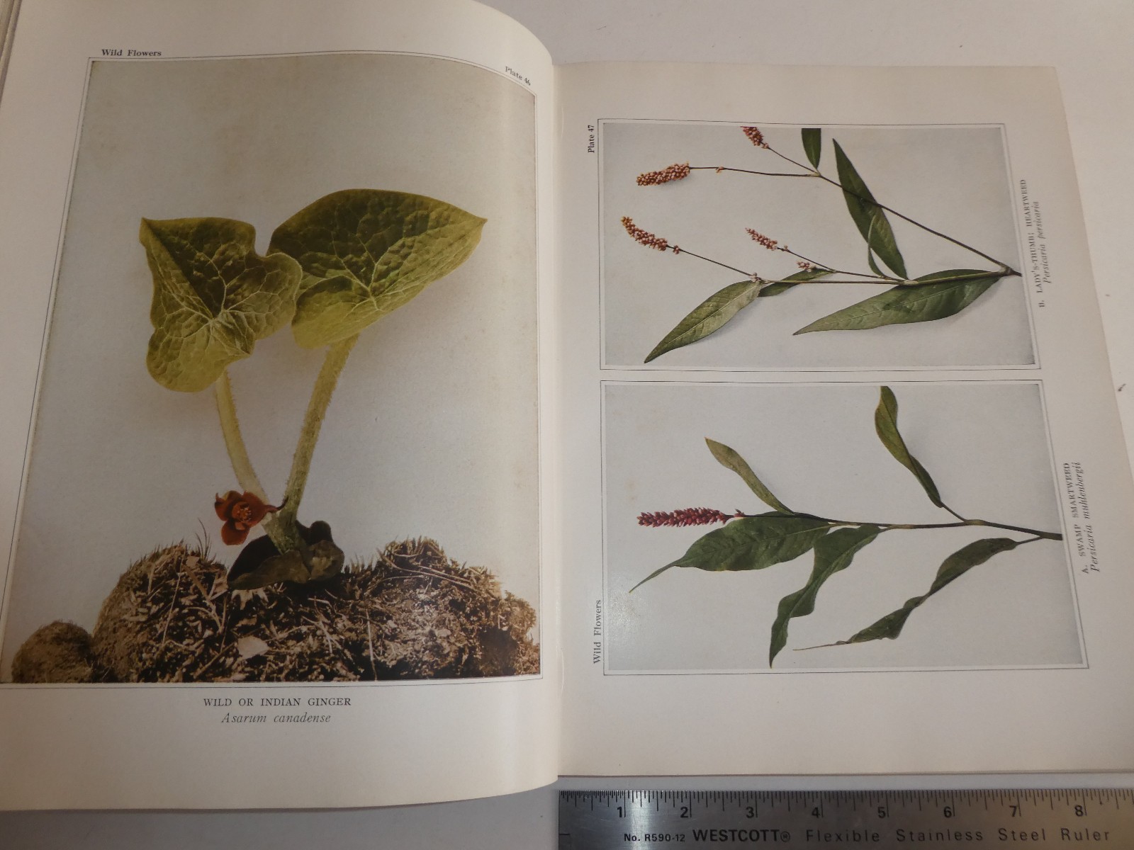 Wild Flowers by Homer D. House 1935 Macmillan Company Elzie S. Wechsler Columbia