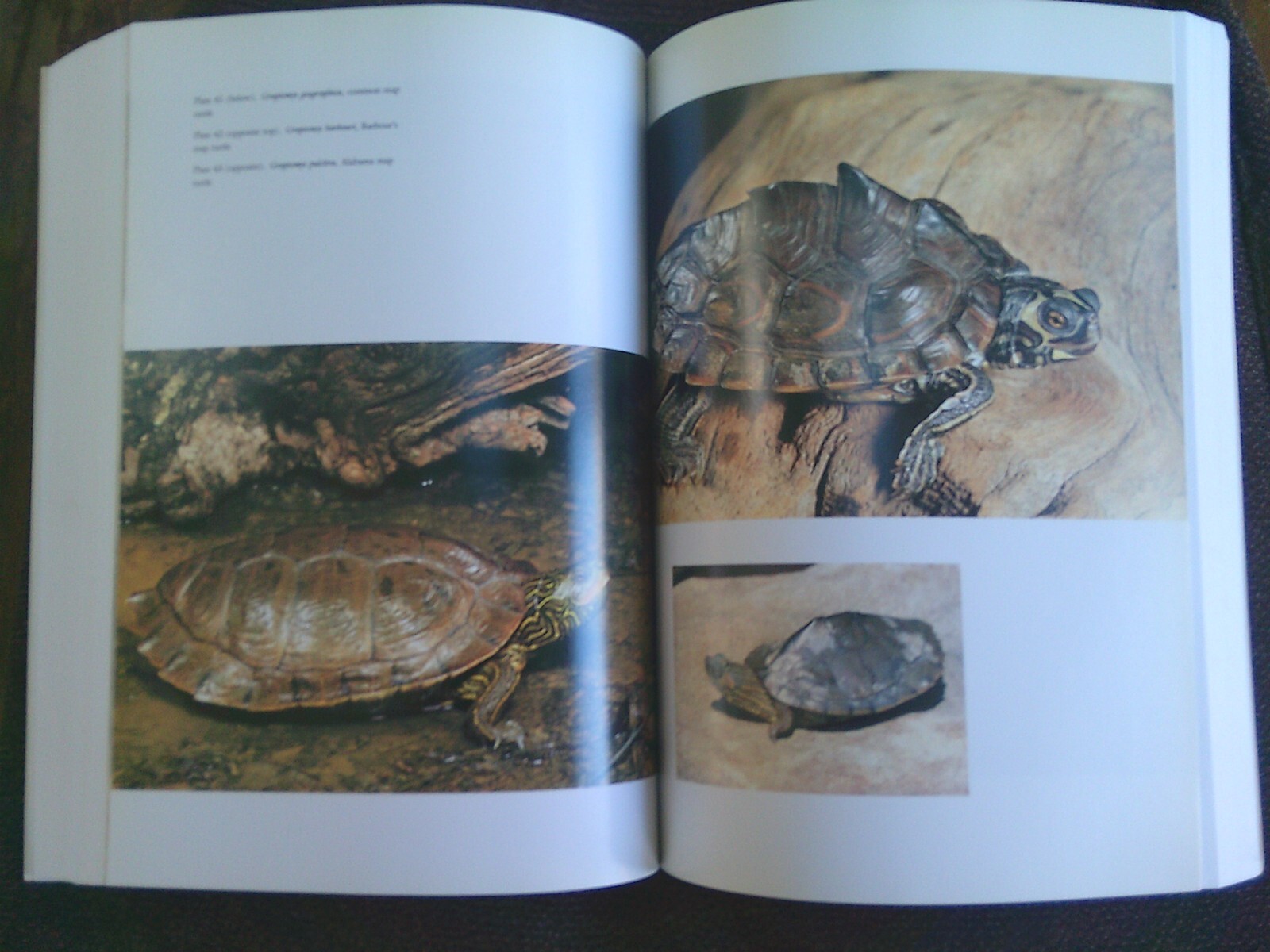 Turtles of the United States & Canada, 1994 First Edition