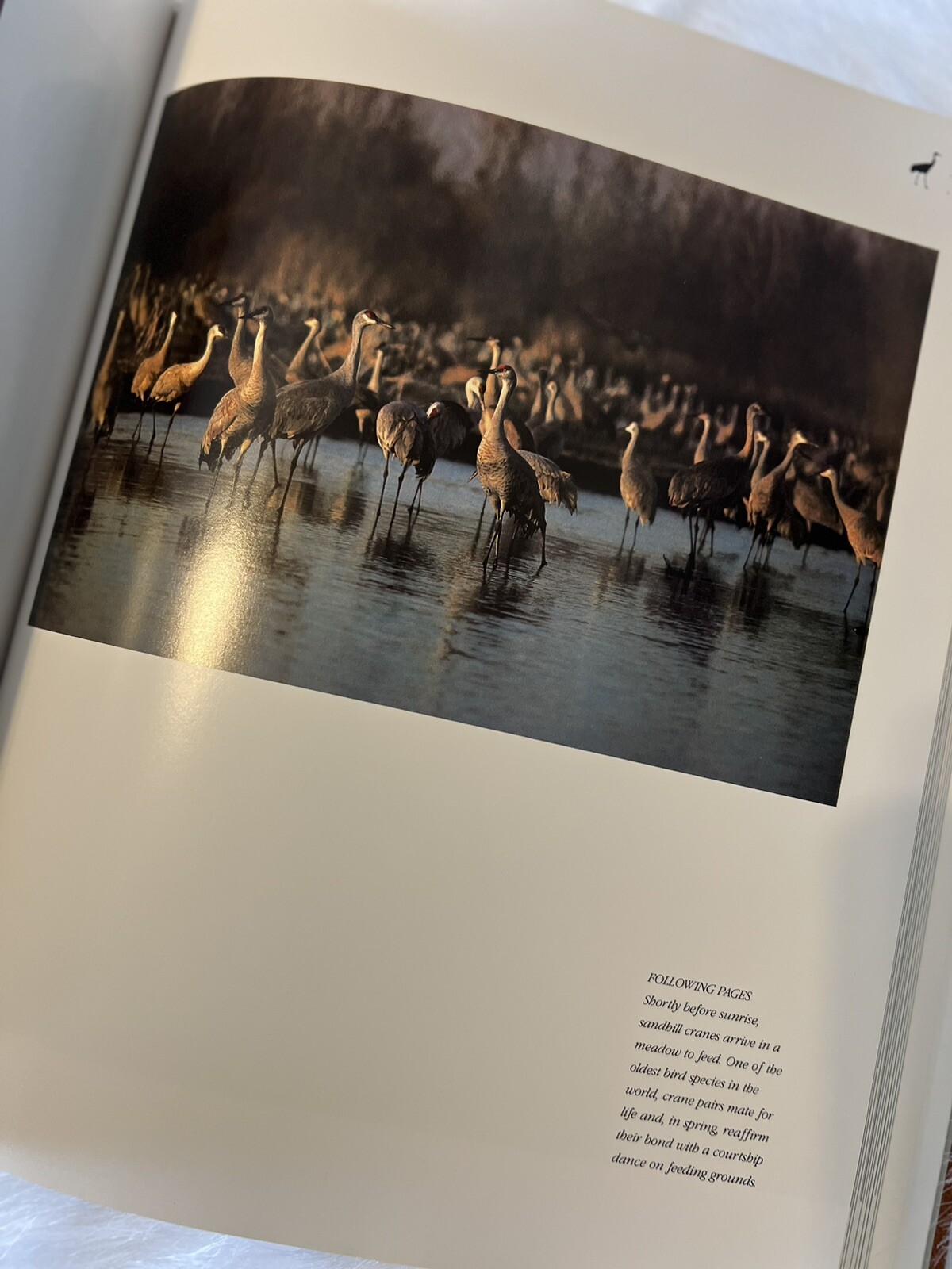 Rare -Special Edition 390/1000: Images of Nature – Signed by Thomas D. Mangelsen