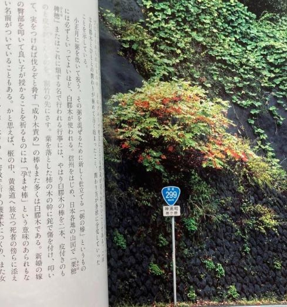 Toshiro Kawase – „God’s Tree: Go/Visit“ Japanese sacred tree art