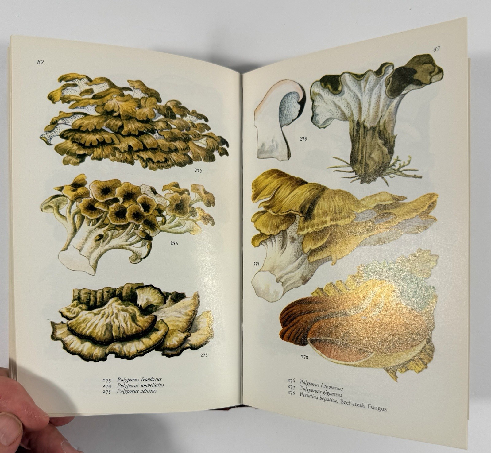1961 Mushrooms Toadstools in Colour Blandford First Edition Dust Jacket Hvass