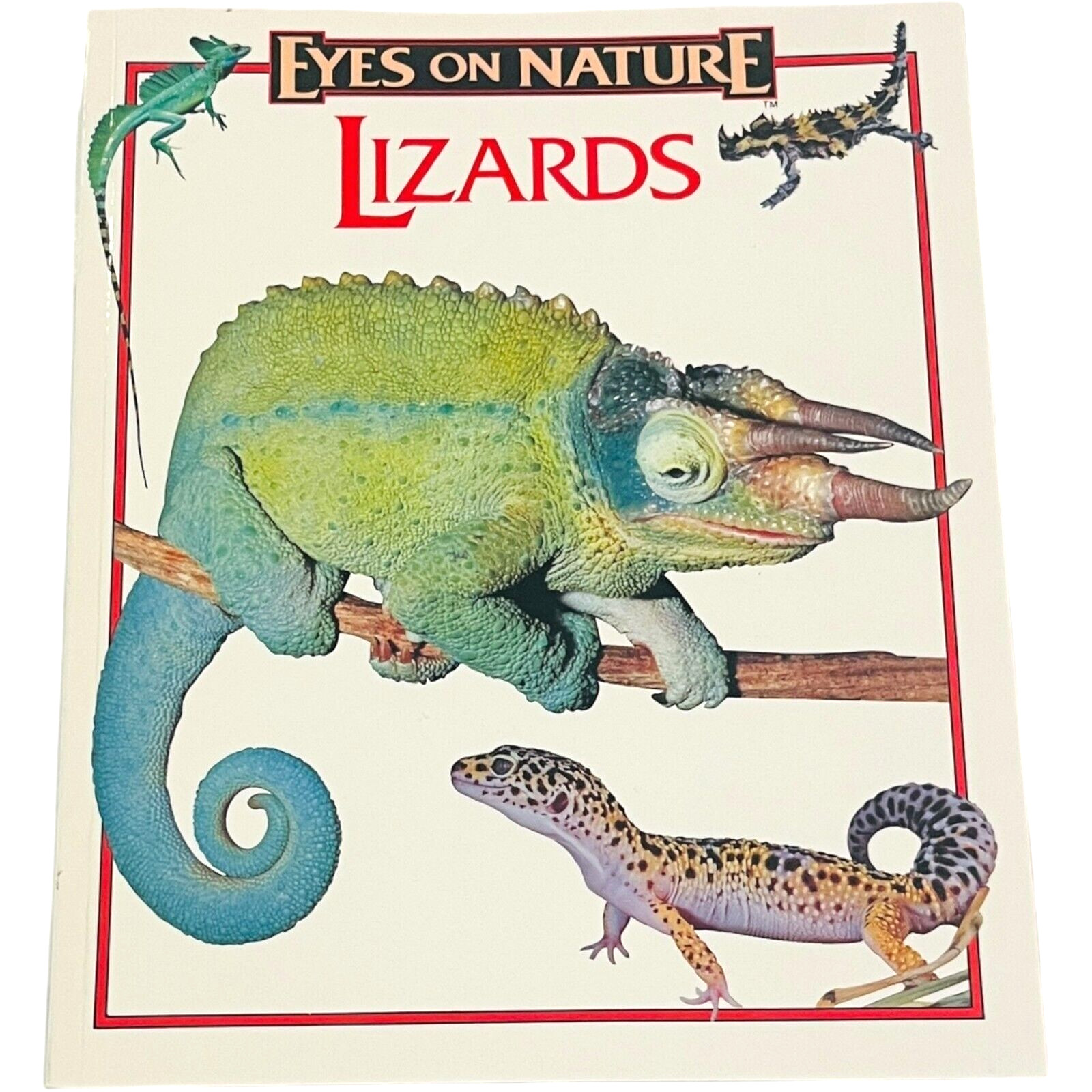 Eyes On Nature – Lizards – Paperback Book by Robert Matero – PB Book 1977