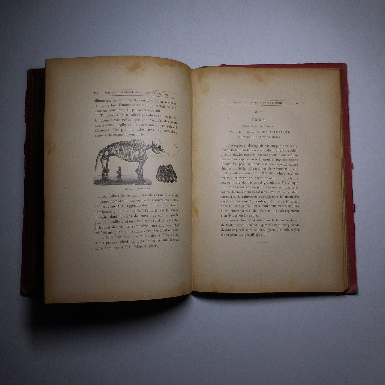 N25.4 Misery Size Humanity Primitive 1889 Illustrated Anthropology Mrs. Meunier
