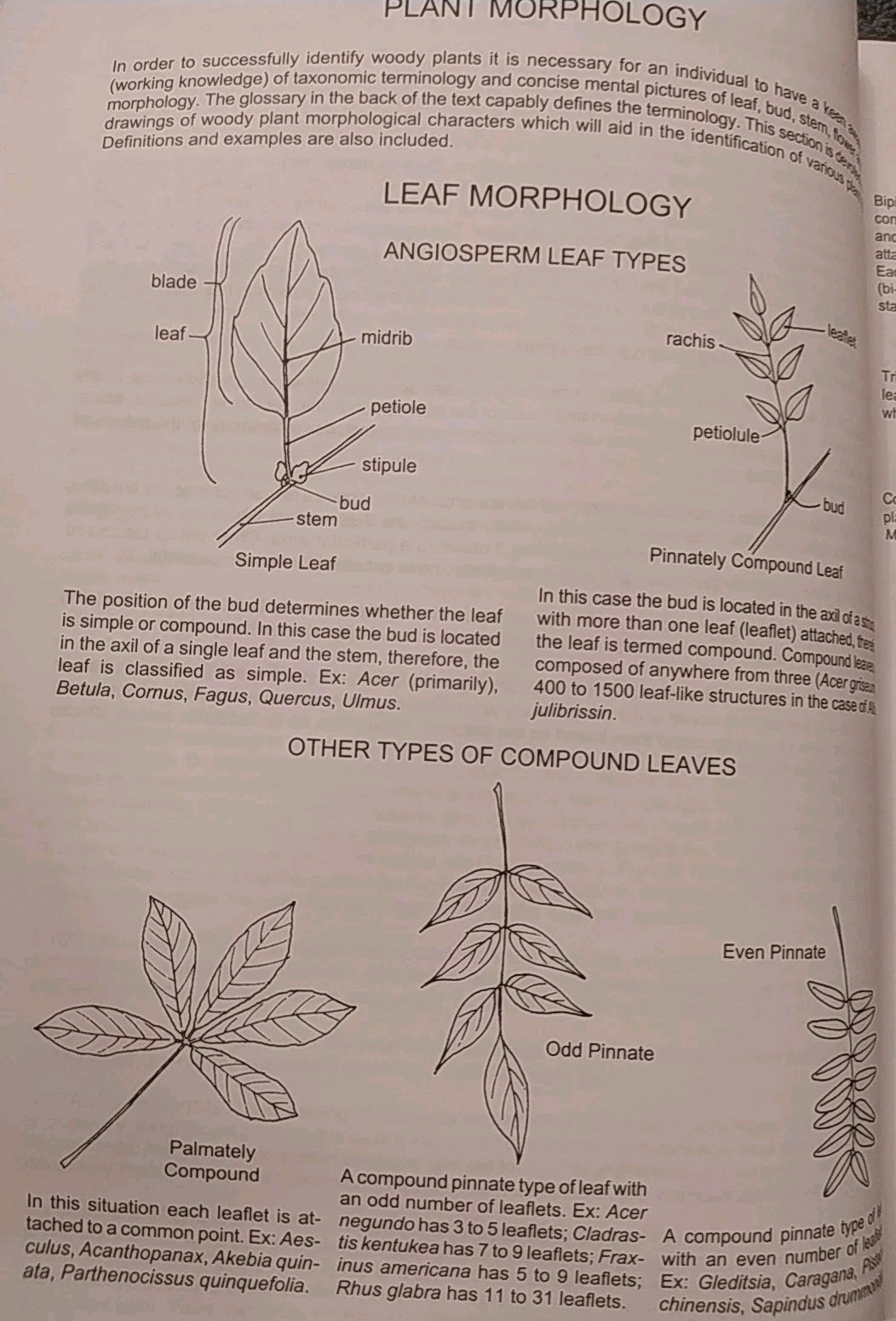 Manual of Woody Landscape Plants: Identification Ornamental Characteristics 5TH
