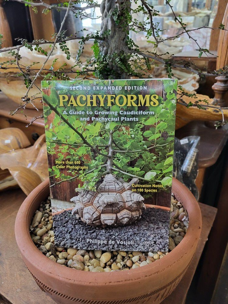 Pachyforms Philippe de Vosjoli Growing Caudiciform Pachyform Plants FREE SHIP