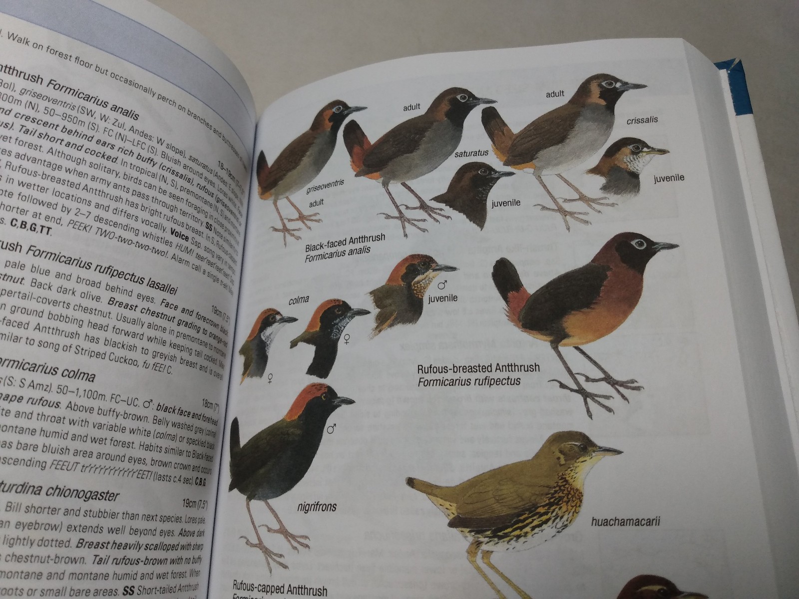 Birds of Venezuela Field Guide Ornithology Reference Regions Species Calls 2017