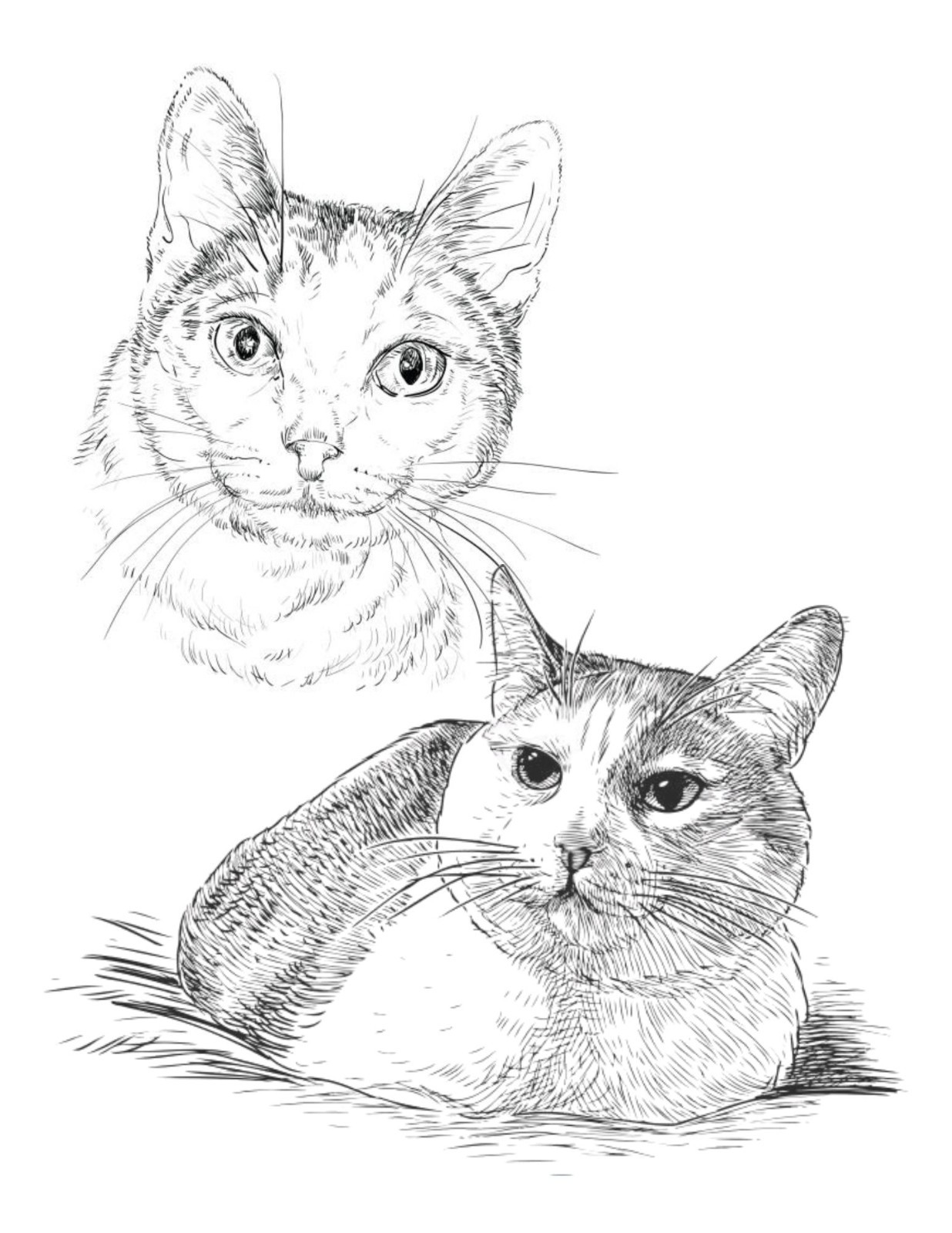 Color the Cats Adult coloring book 108 Pages 8.5 x 11 for All Ages