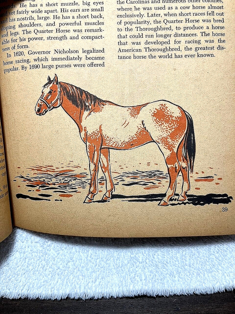 1955 HORSES Fletcher Nino Carbe History Breeds Equestrian Riding Indian Western