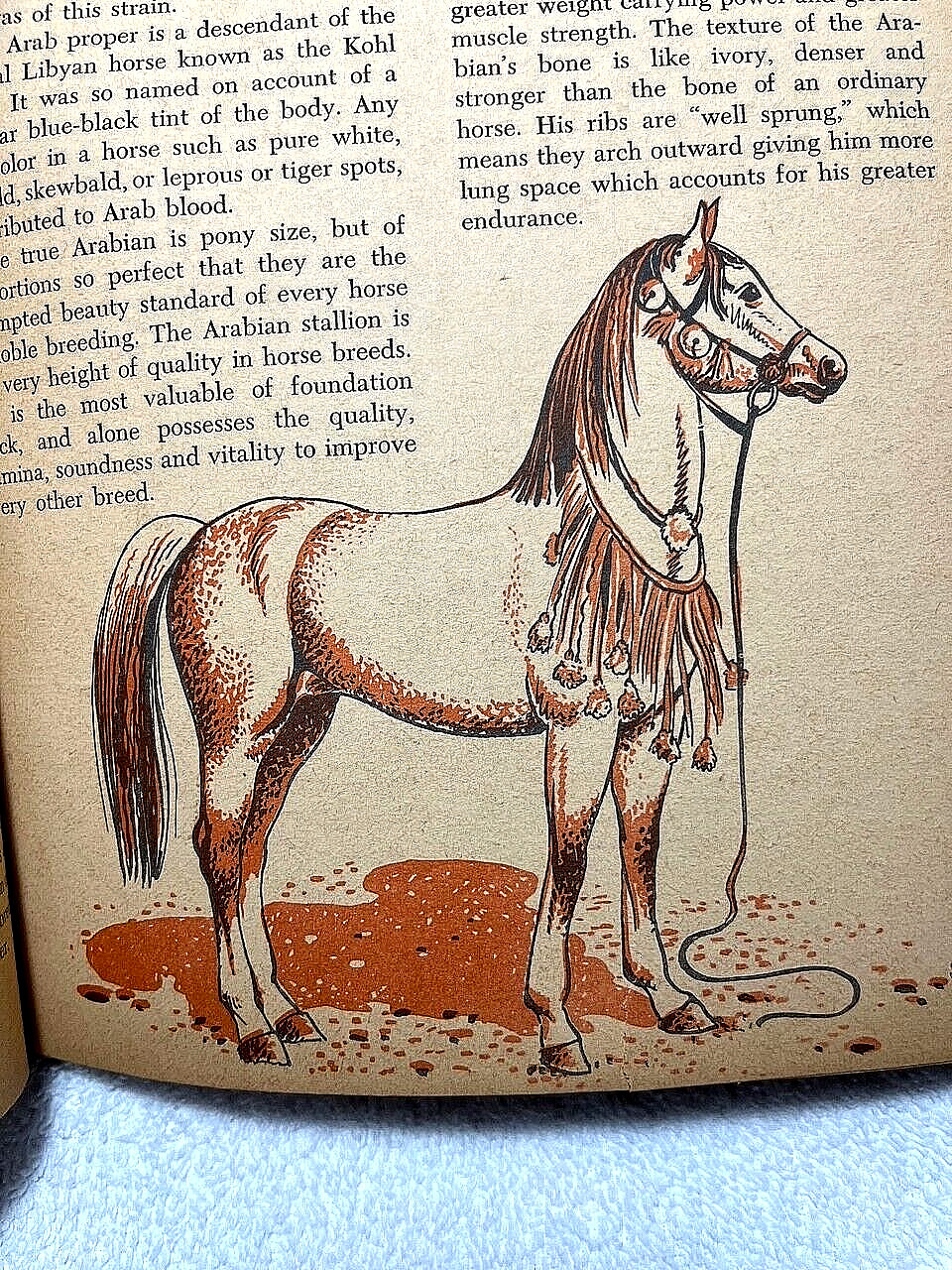 1955 HORSES Fletcher Nino Carbe History Breeds Equestrian Riding Indian Western