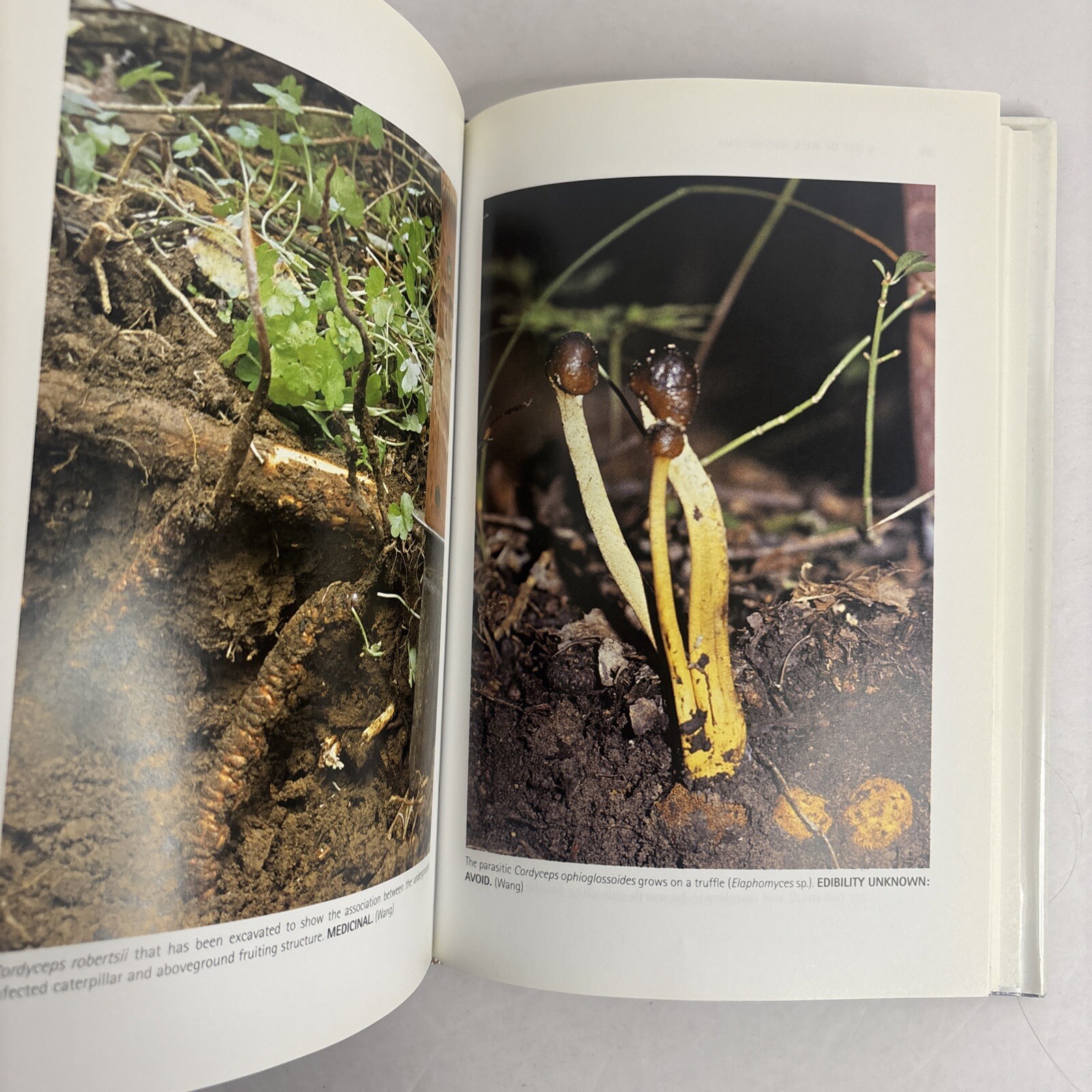 Edible and Poisonous Mushrooms of the World by Hall, Stepheson, Buchanan, Yun