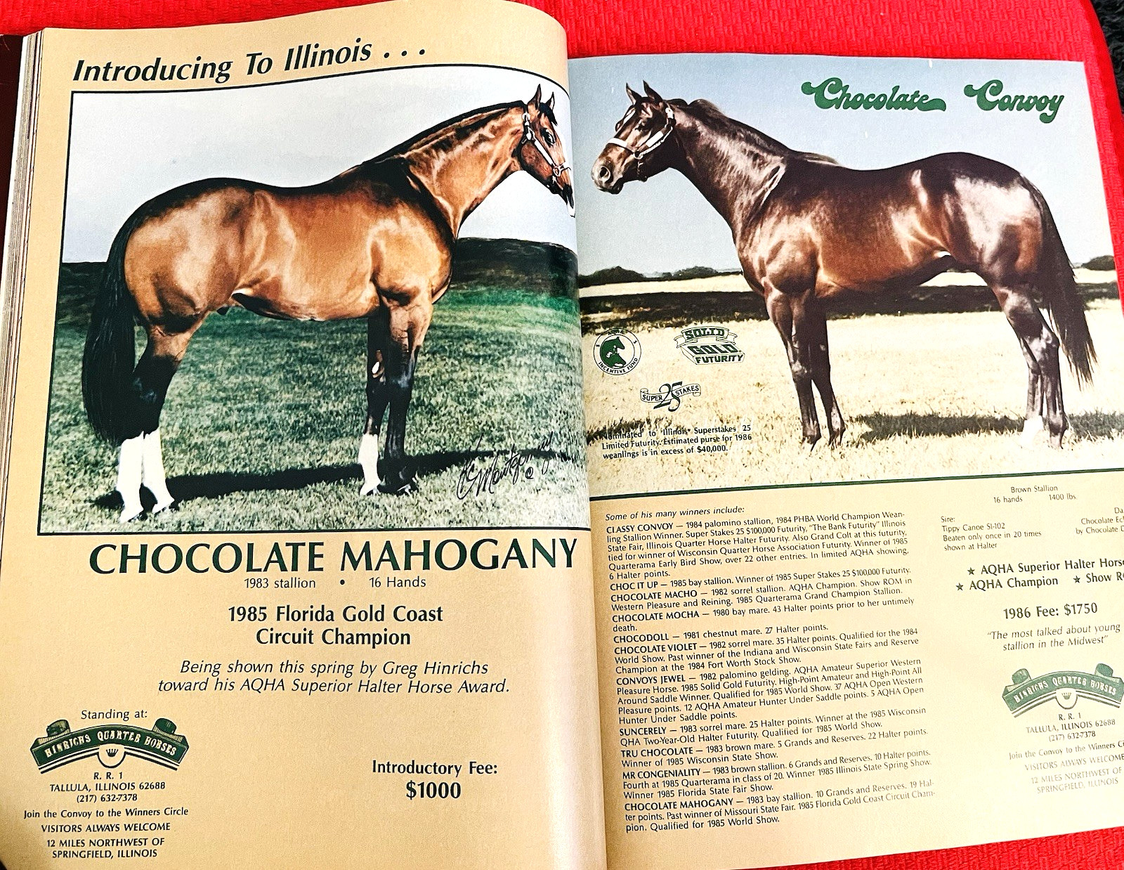 SALE ENDS 6/15! 1986 QUARTER HORSE JOURNAL Book – DYNAMIC DELUXE, ZAN PARR BAR