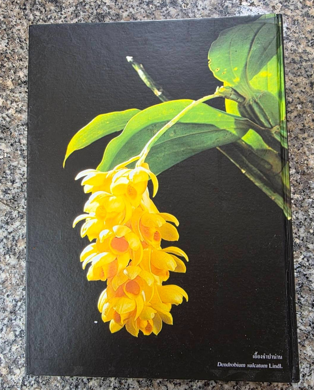 Hardcover book featuring all “ Thai orchids. “ ( Hardcover)