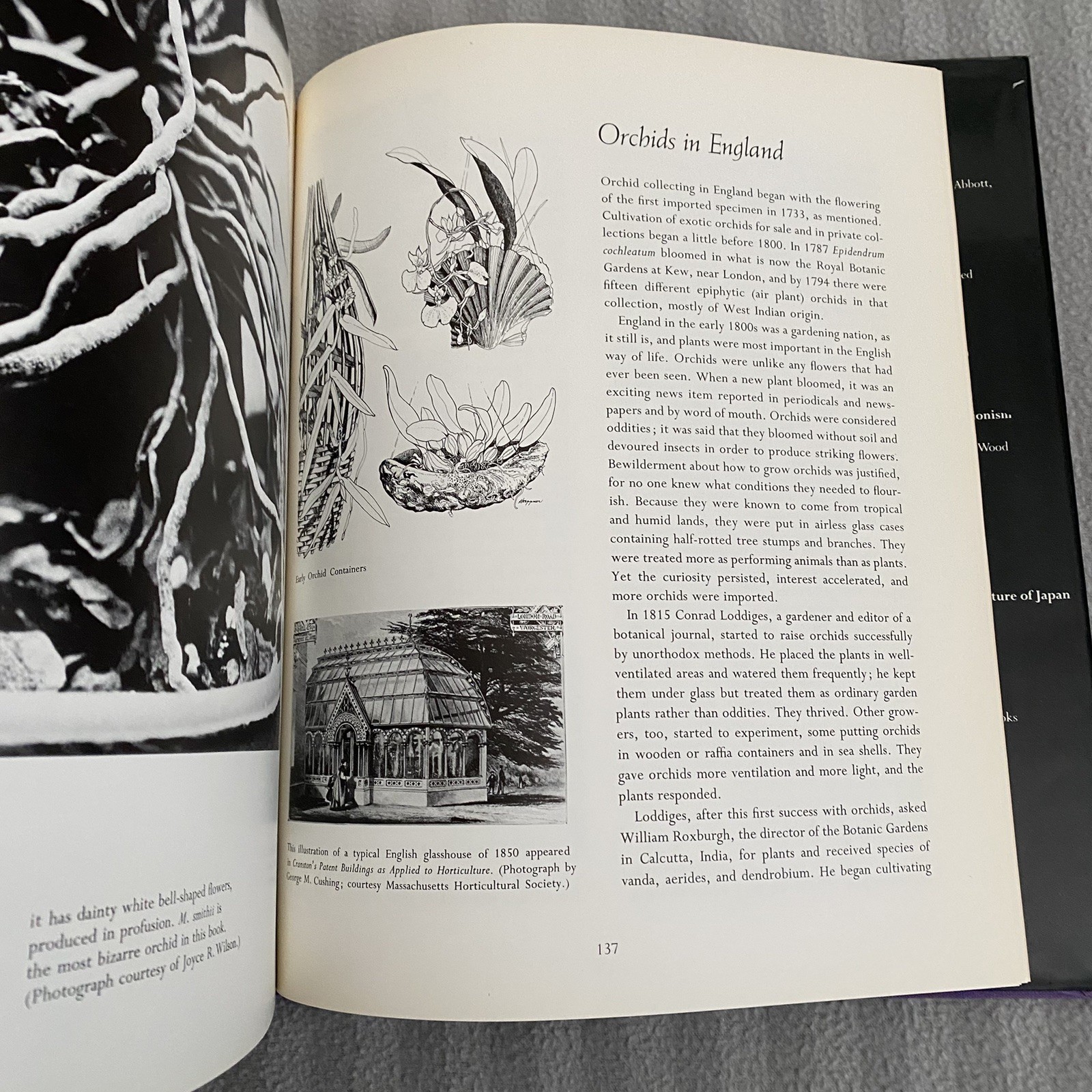 Orchids: Flowers of Romance and Mystery – VTG 1979
