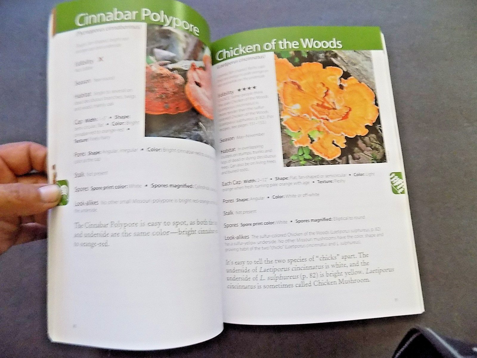 NORTH AMERICAN MUSHROOMS : photo postcards , NEW