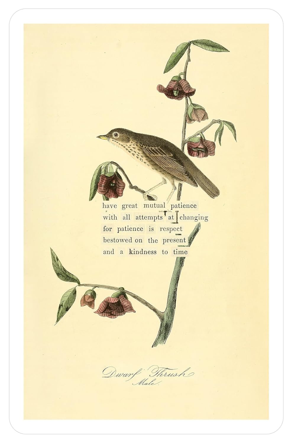 An Almanac of Birds: 100 Divinations for Uncertain Days