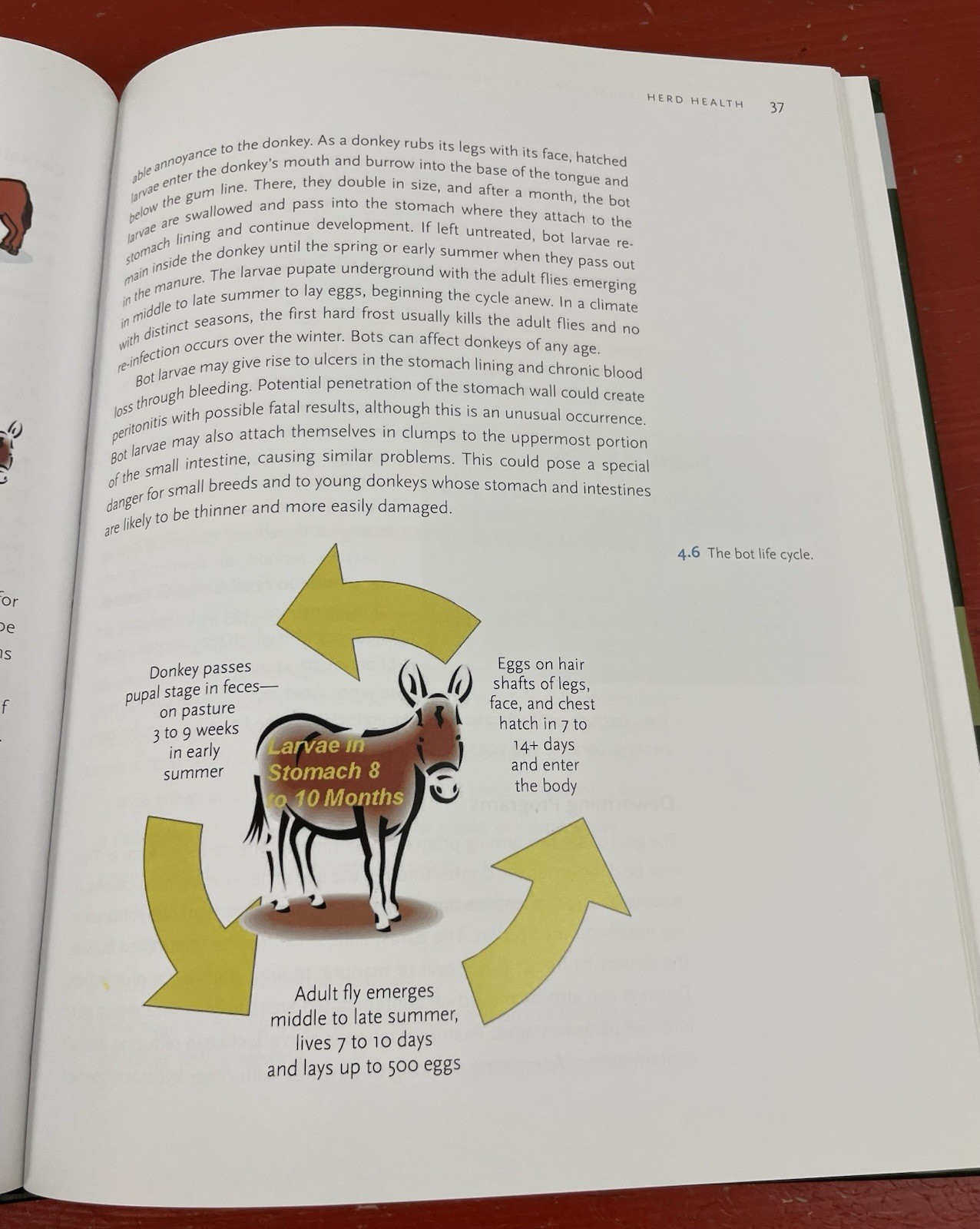 Donkeys: Miniature, Standard, Mammoth Veterinary Guide HC Stephen R. Purdy 2012