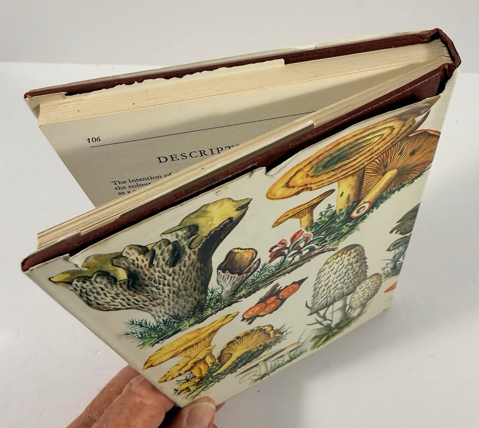 1961 Mushrooms Toadstools in Colour Blandford First Edition Dust Jacket Hvass
