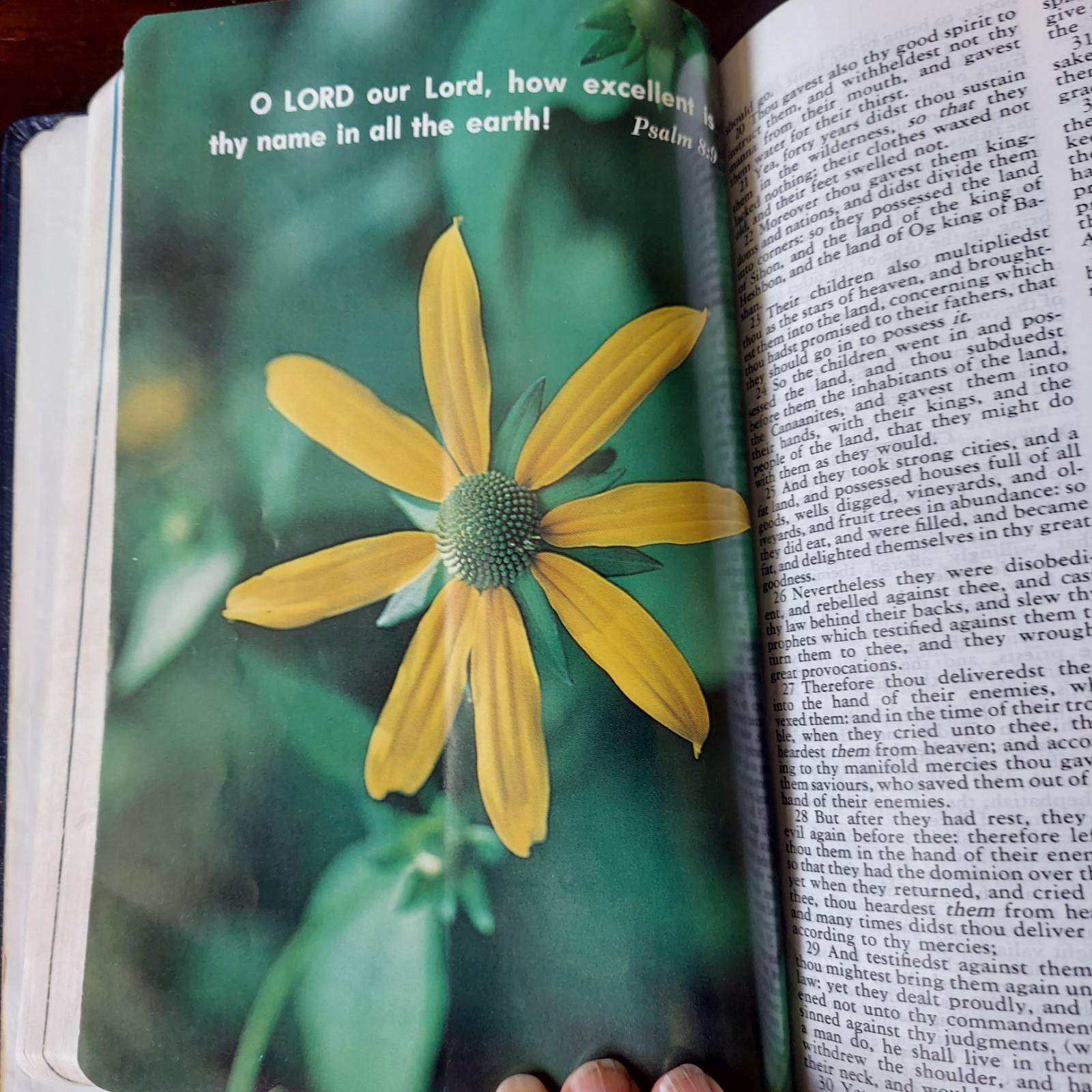 Lot Of 2 Holy Bibles – Versions: New World Translation Watchtower & King James