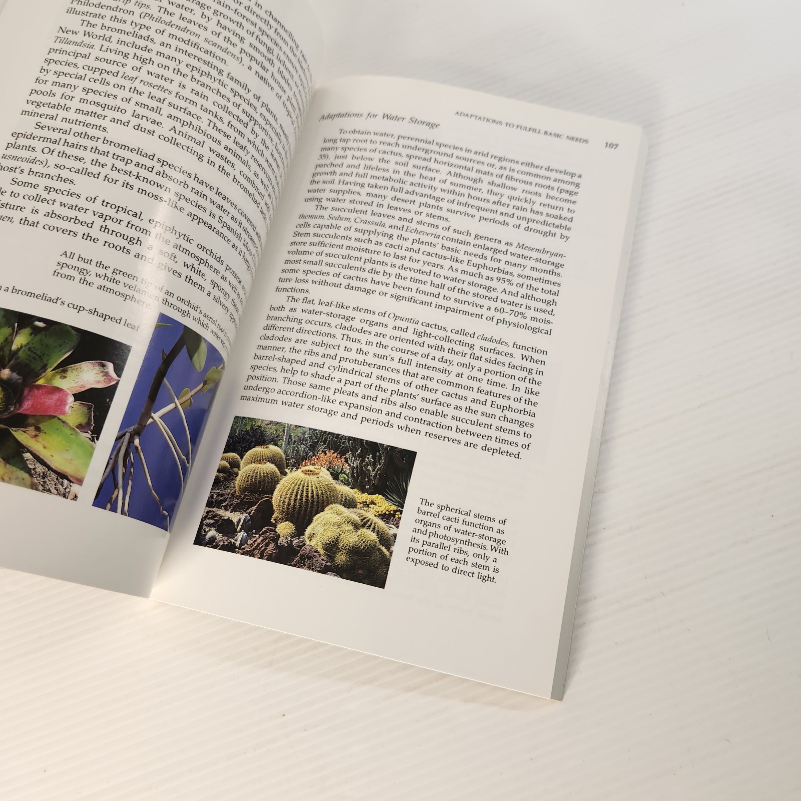 Botany for Gardeners by Brian Capon Paperback