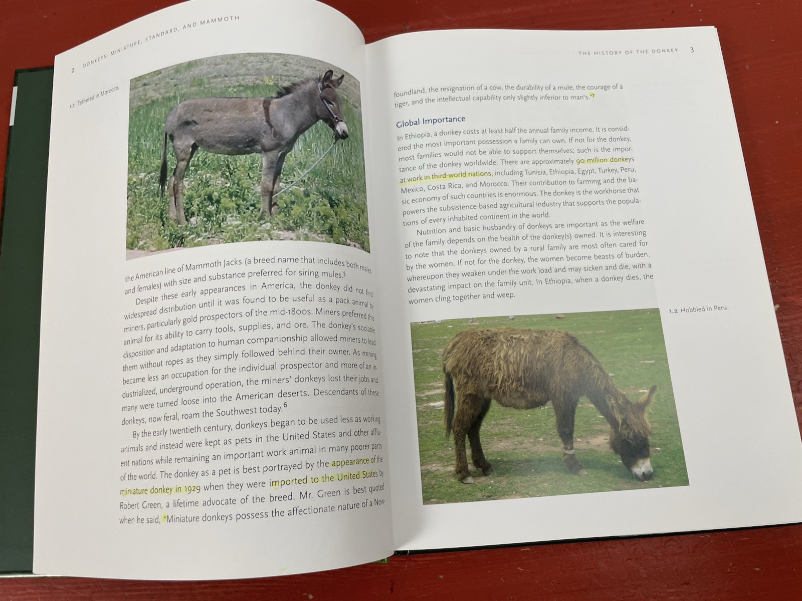 Donkeys: Miniature, Standard, Mammoth Veterinary Guide HC Stephen R. Purdy 2012