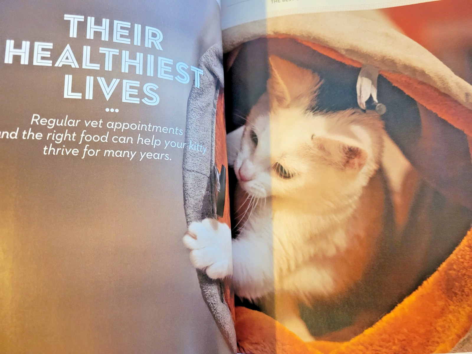 A Cat’s Life – A Special Edition by Paw Print – Inside Their Secret World