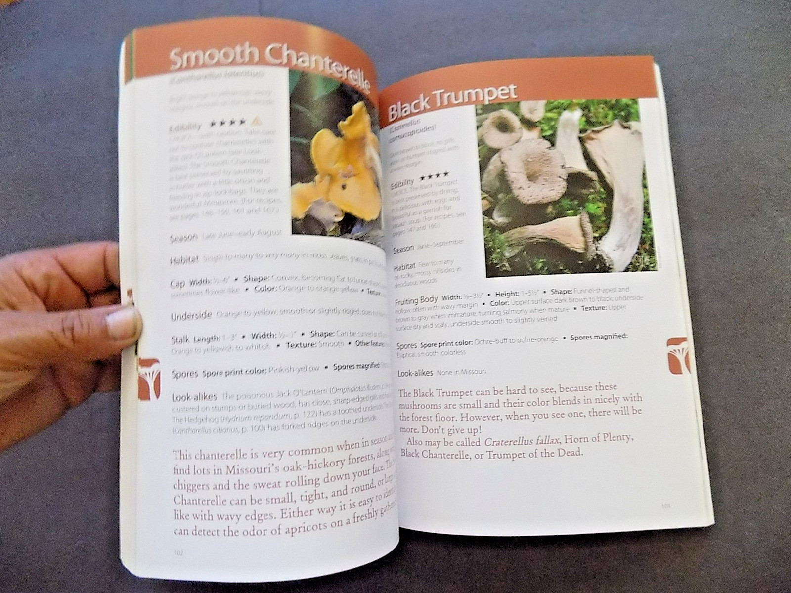 NORTH AMERICAN MUSHROOMS : photo postcards , NEW