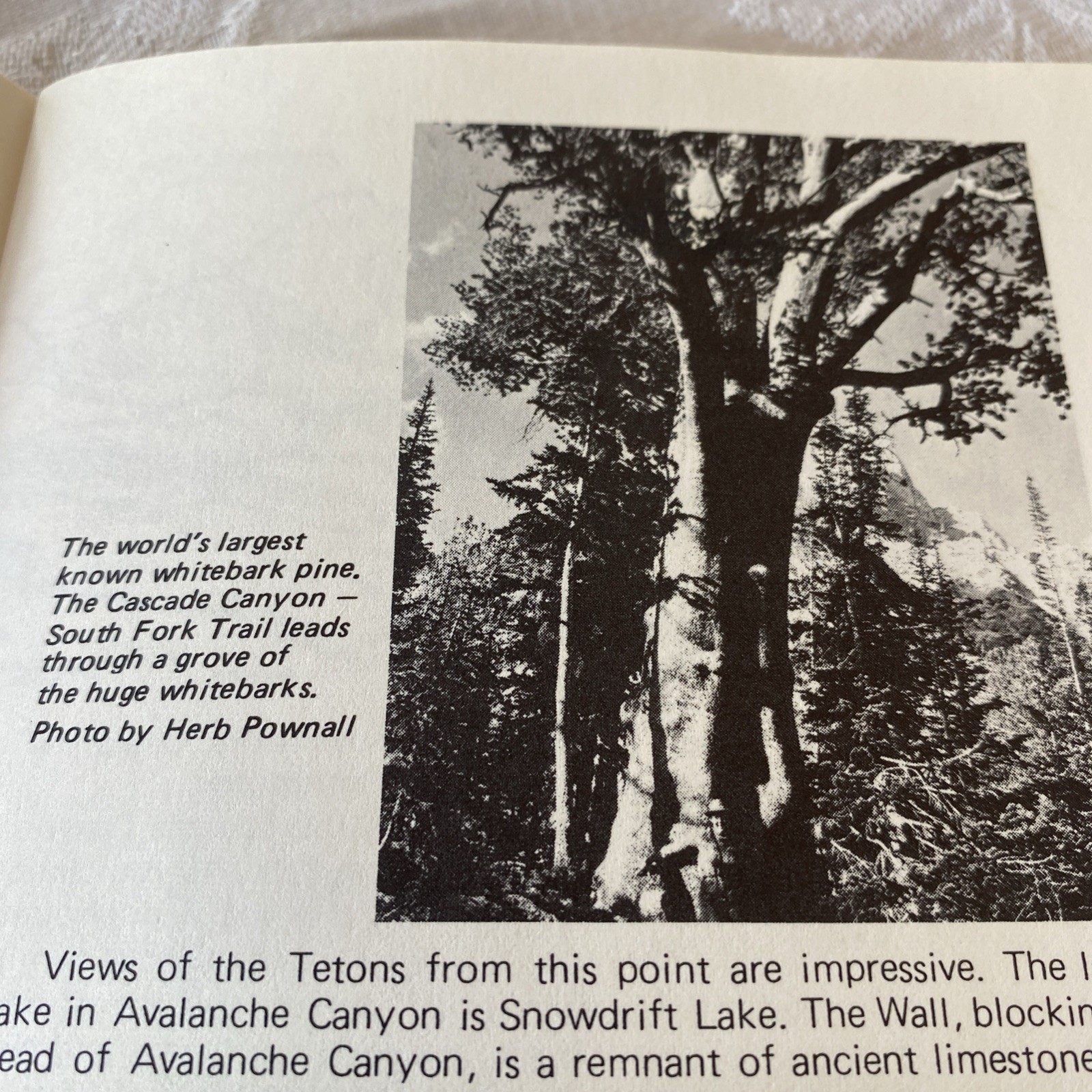“Teton Trails”- Pamphlet (56 Pages) by Brian Harry with Illustrations 1982 PB