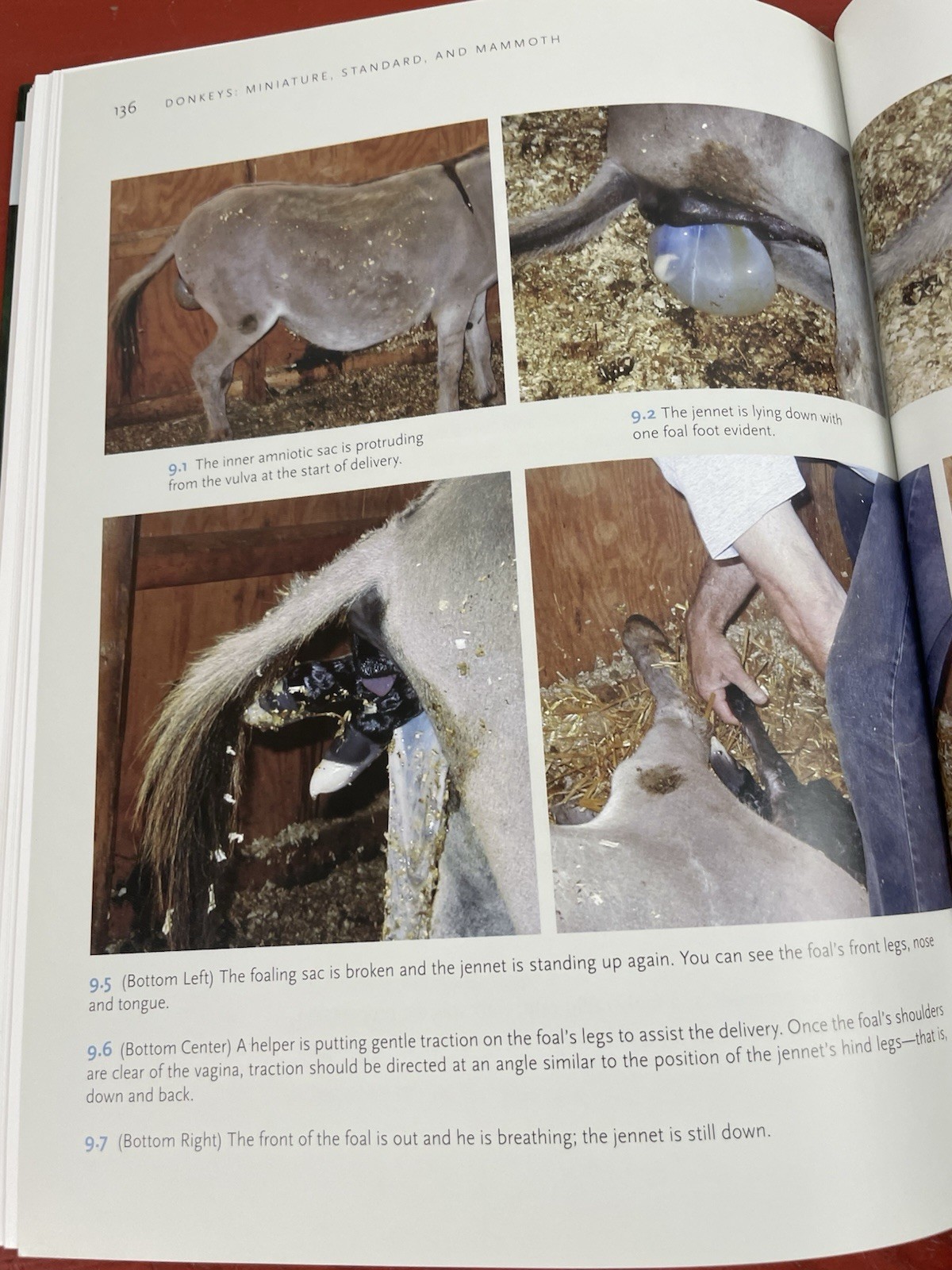 Donkeys: Miniature, Standard, Mammoth Veterinary Guide HC Stephen R. Purdy 2012