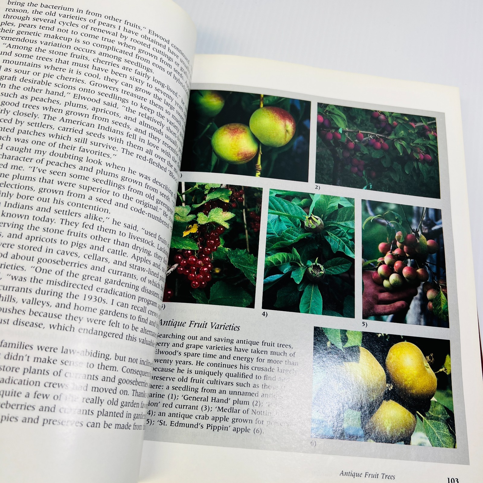 The Victory Garden: The Essential Companion : Three …