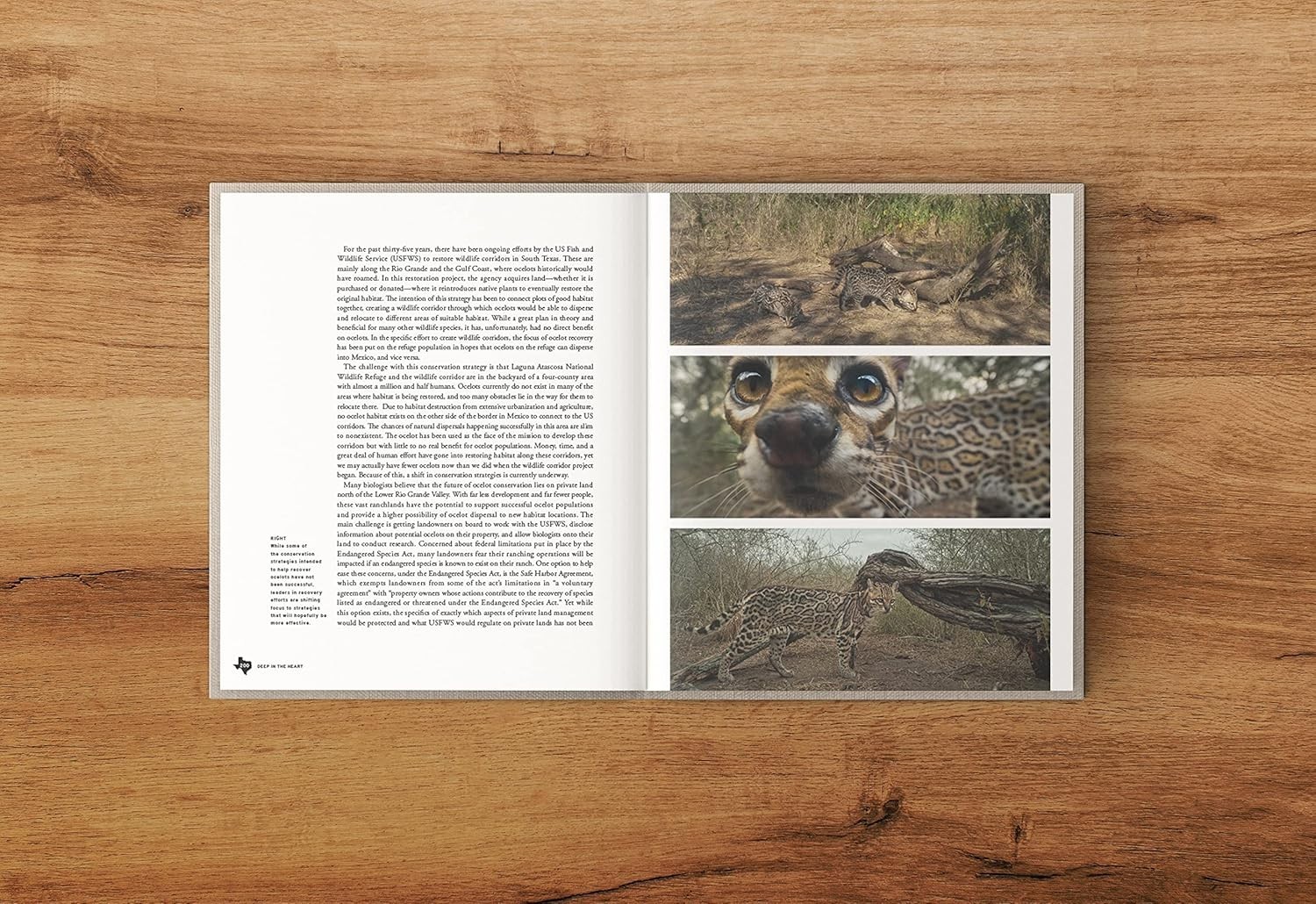 Deep in the Heart: A Texas Wildlife Story by Ben Masters