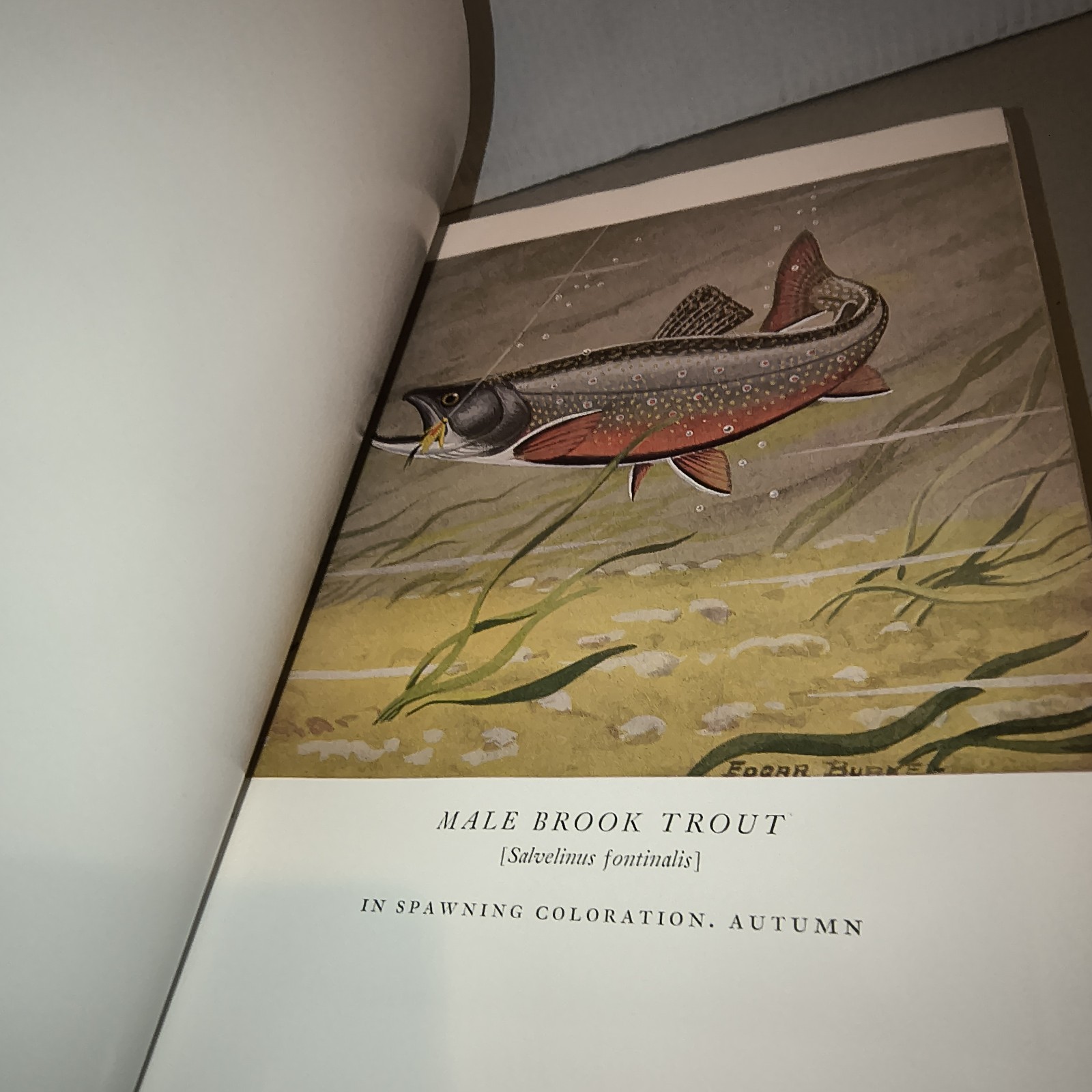 TROUT by Ray Bergman Alfred A. Knopf 1952 Hard Cover With Dust Jacket
