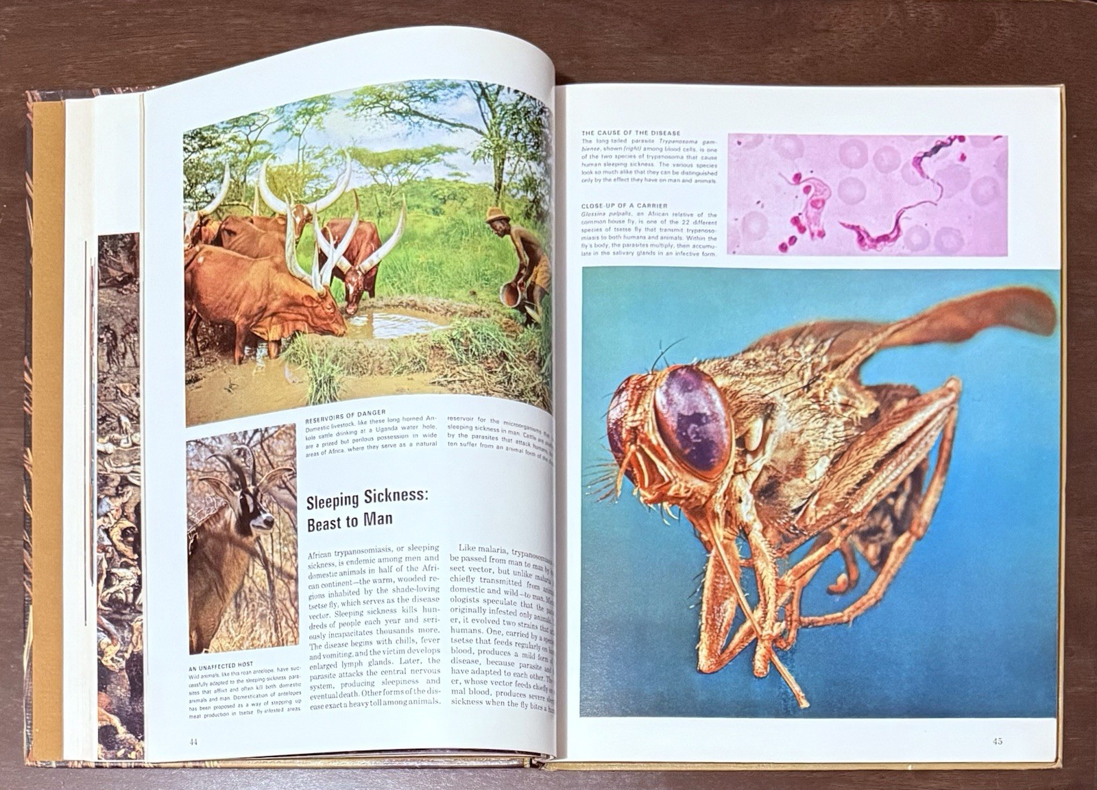 Health And Disease by Rene Dubos & Maya Pines. Time Life Books Science Library