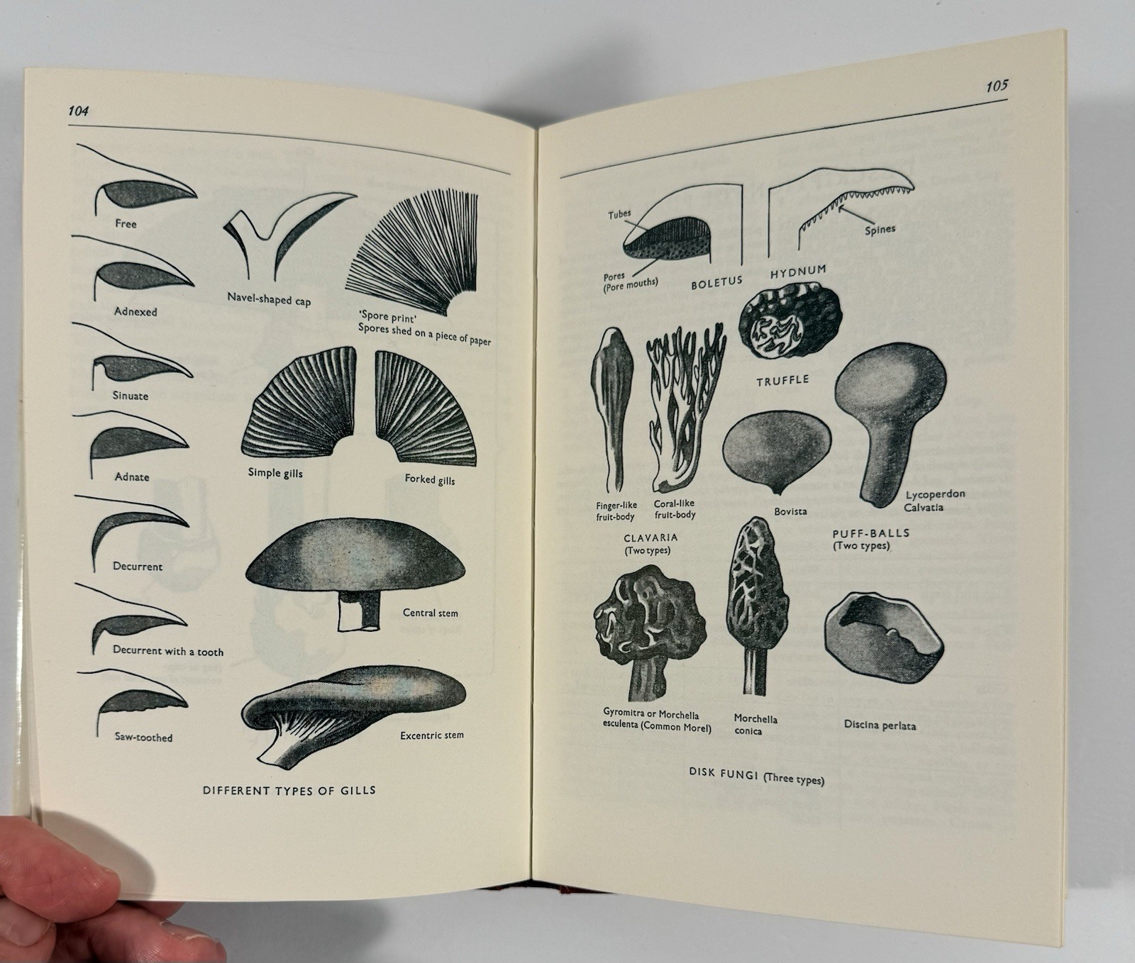 1961 Mushrooms Toadstools in Colour Blandford First Edition Dust Jacket Hvass