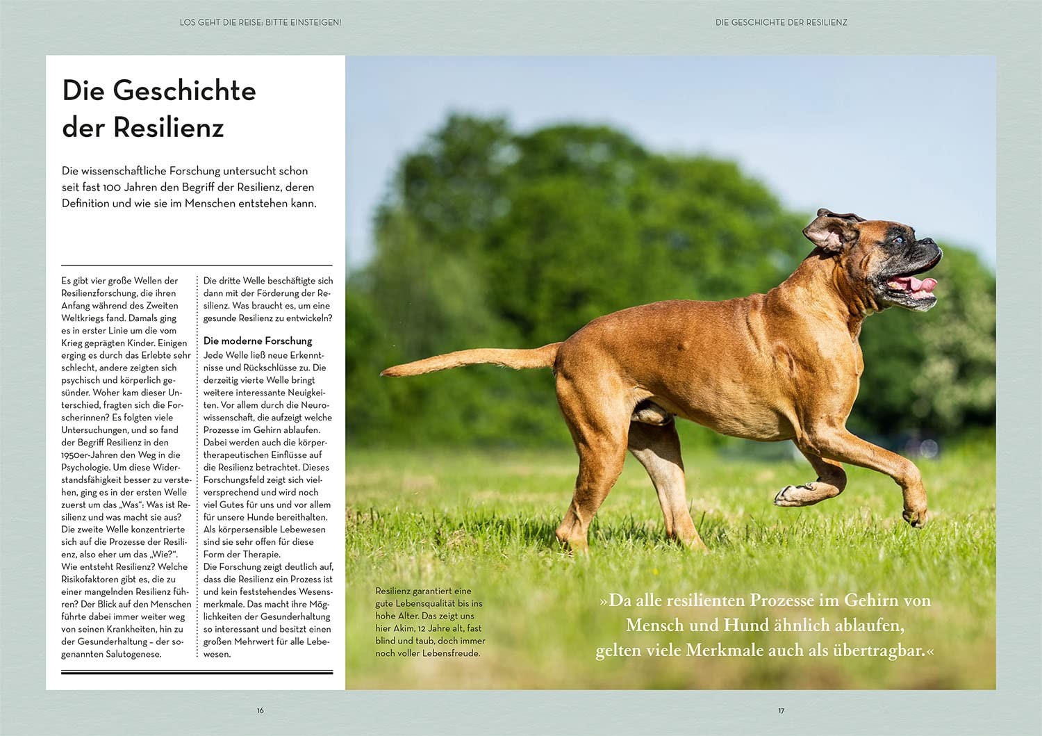 Vanessa Engelst Resilienz bei Hunden: Hunde im Inneren s (Paperback) (UK IMPORT)