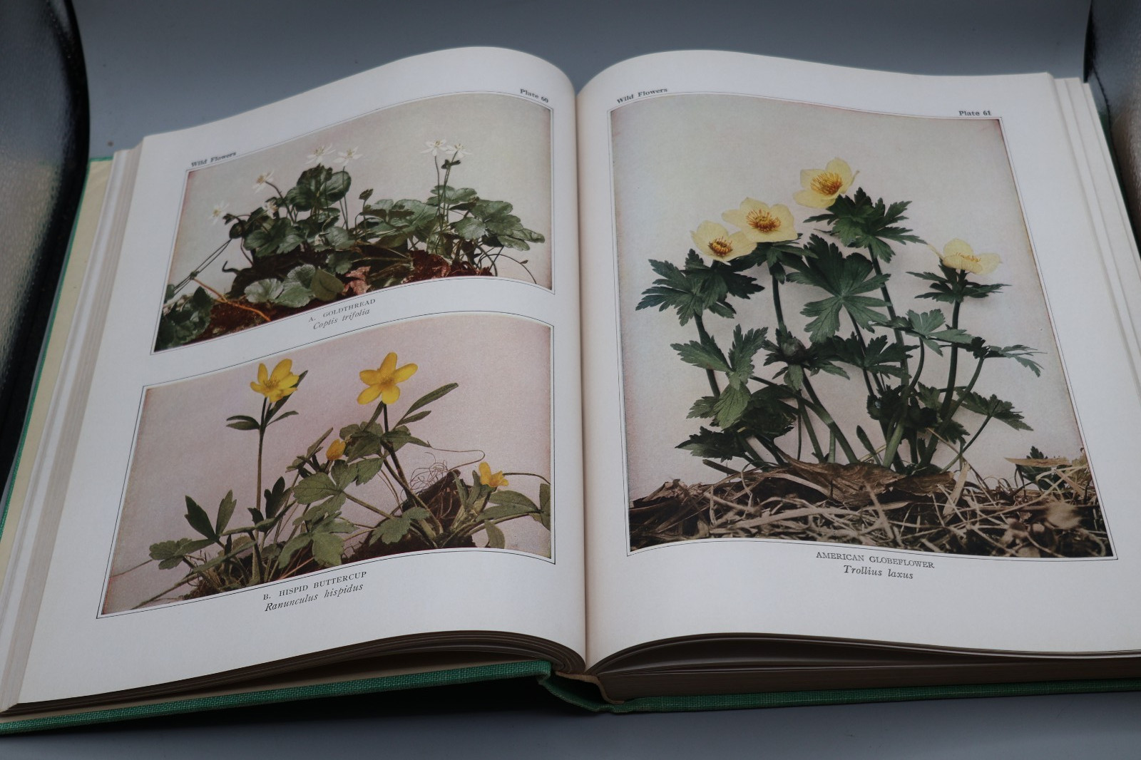 Wild Flowers by Homer D. House 1935 Macmillan Company Elzie S. Wechsler Columbia