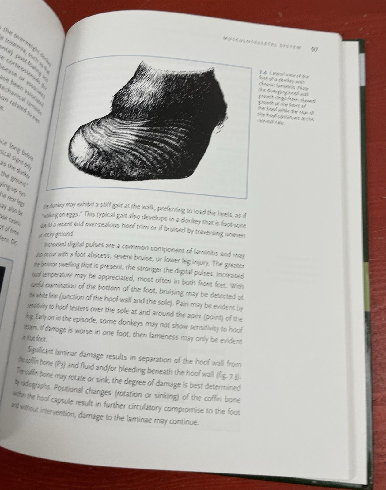 Donkeys: Miniature, Standard, Mammoth Veterinary Guide HC Stephen R. Purdy 2012
