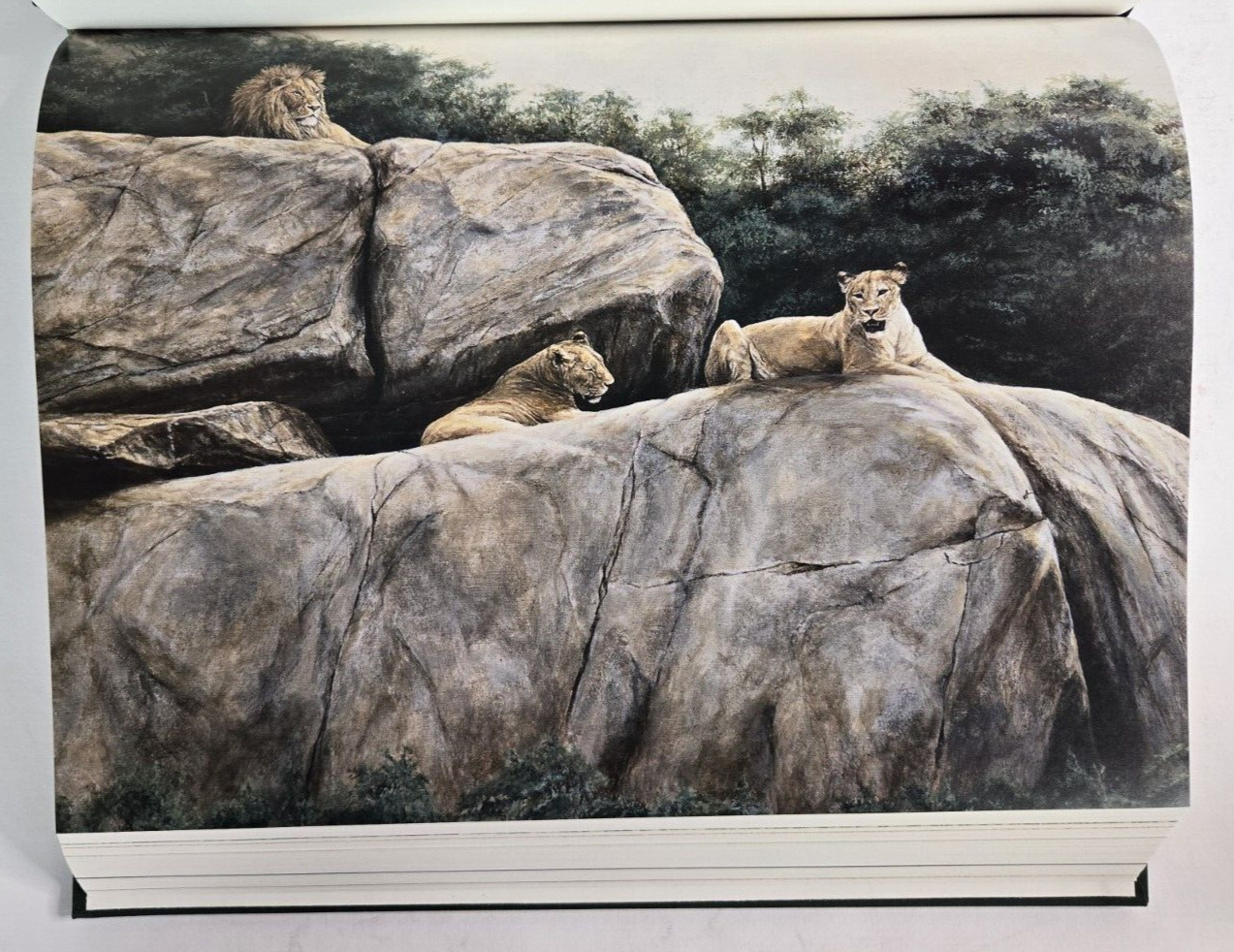 Hunting in Ethiopia by Tony Sanchez-Arino, Signed Limited Ed, Safari Press, 1995
