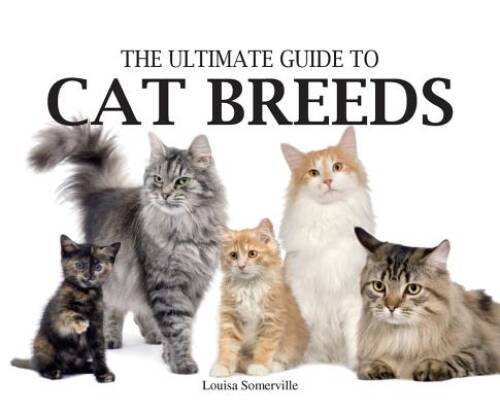 Ultimate Guide to Cat Breeds (Paperback Chunkies) – Paperback – GOOD