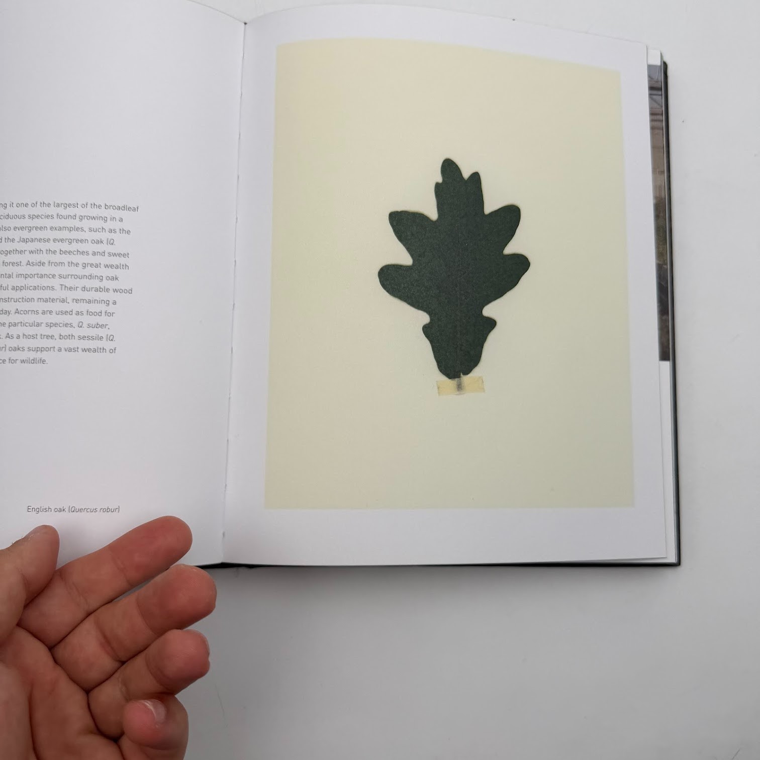 Forest by Matt Collins (2020, Hardcover) Tree Photography Book, Nature and World