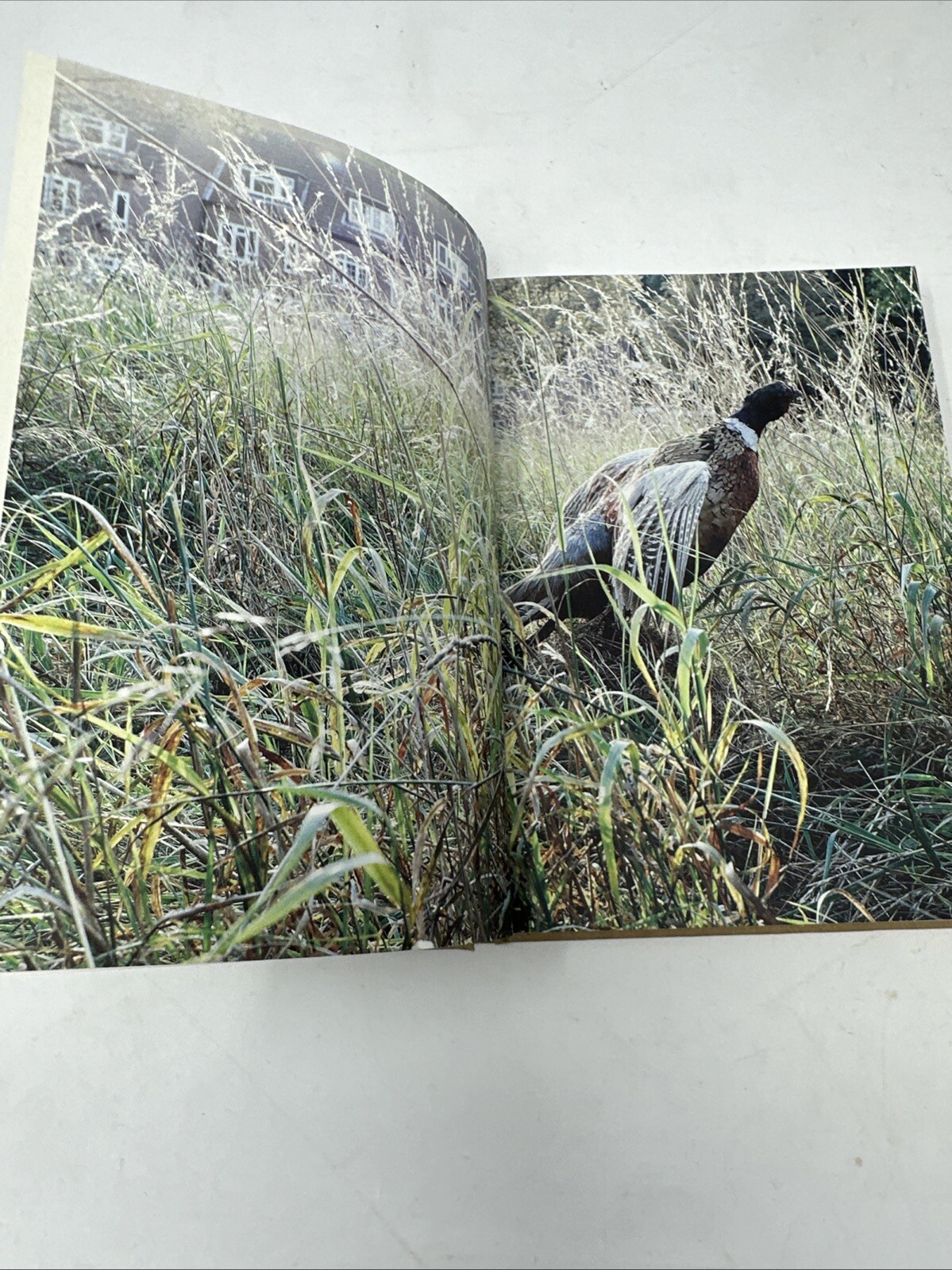 Great British Food Cookbook Canteen Ebury Press By Titcombe Lake Clayton-Malone