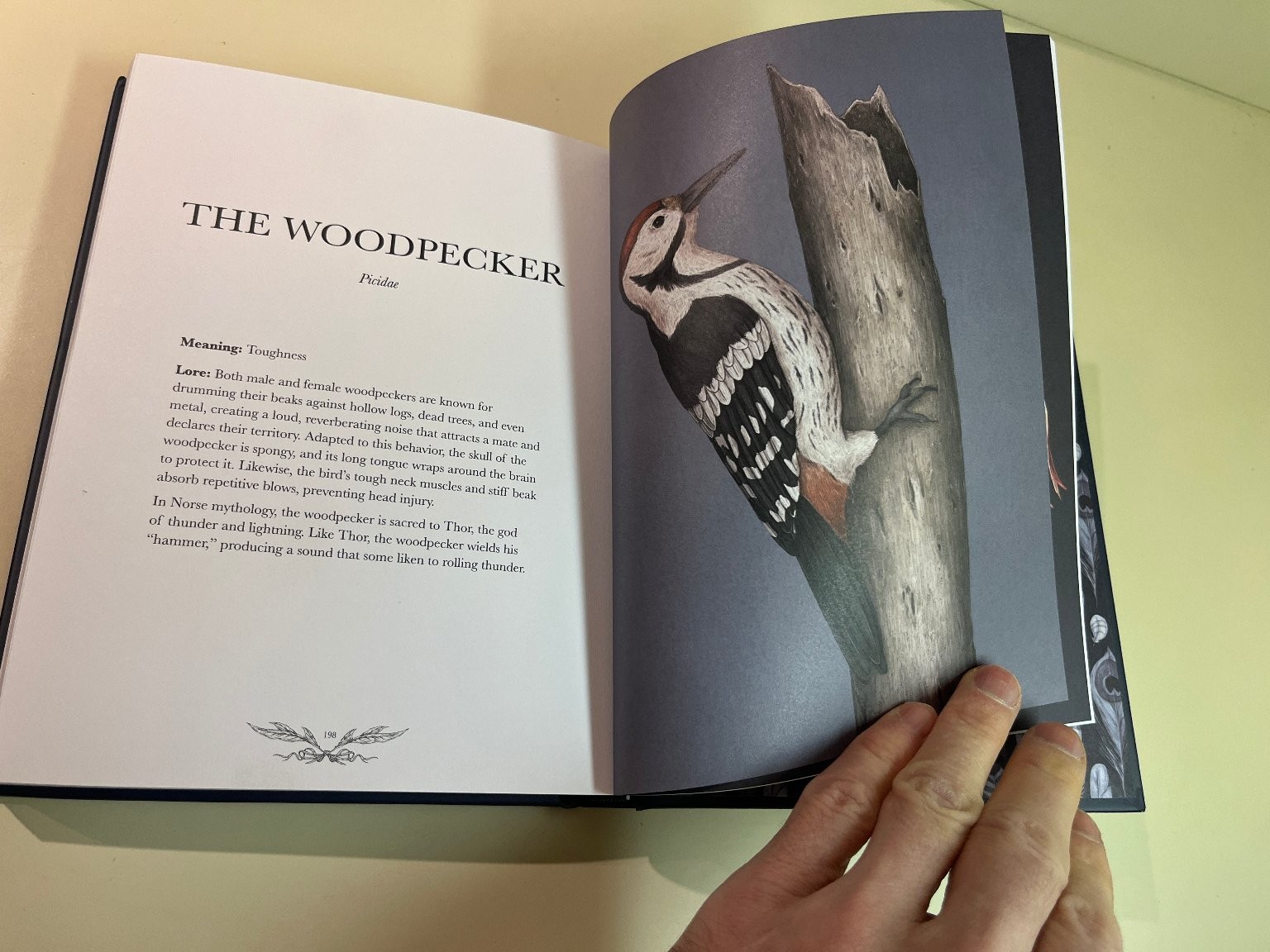 Ornithography Illustrated Guide to Bird Lore & Symbolism, Jessica Roux Hardcover