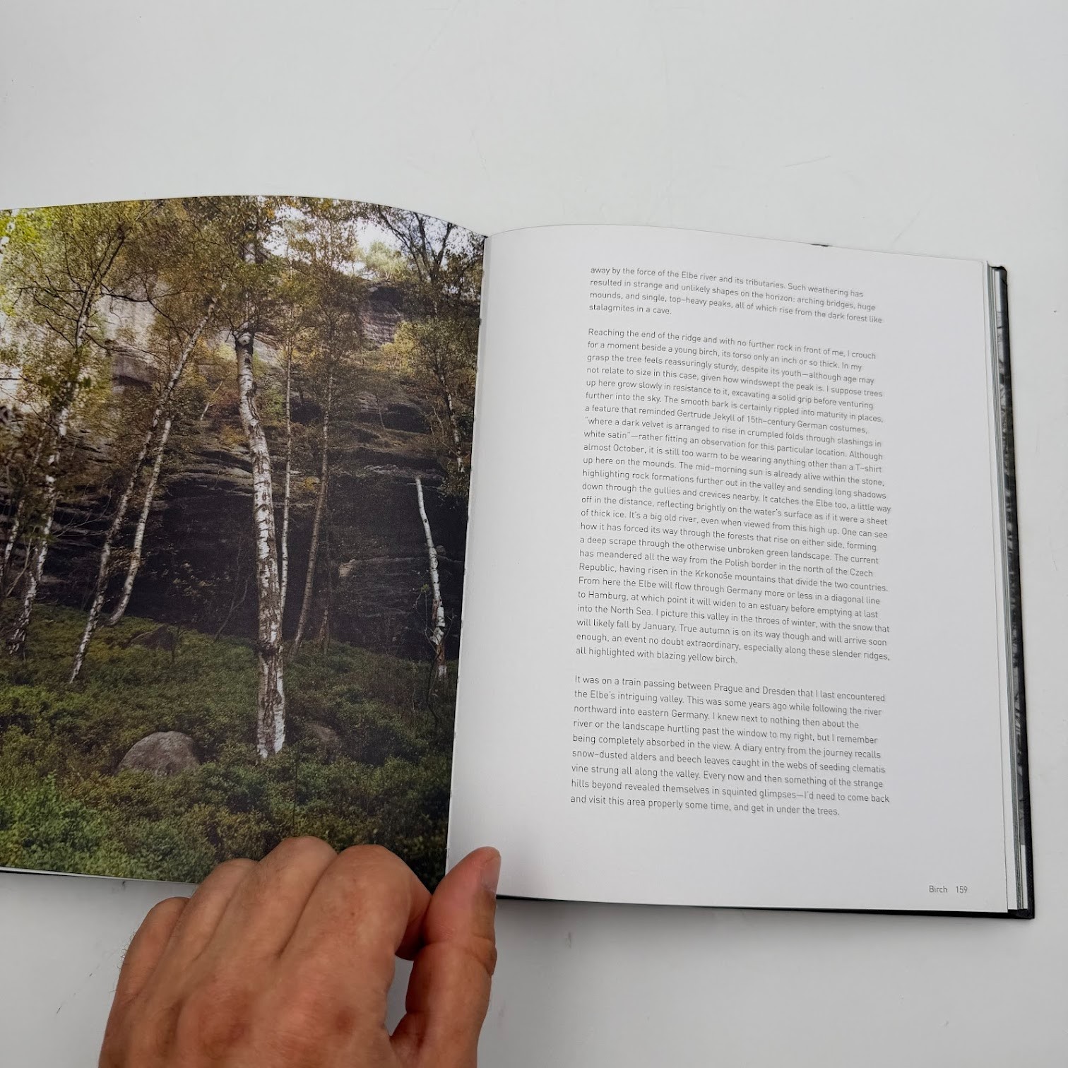 Forest by Matt Collins (2020, Hardcover) Tree Photography Book, Nature and World