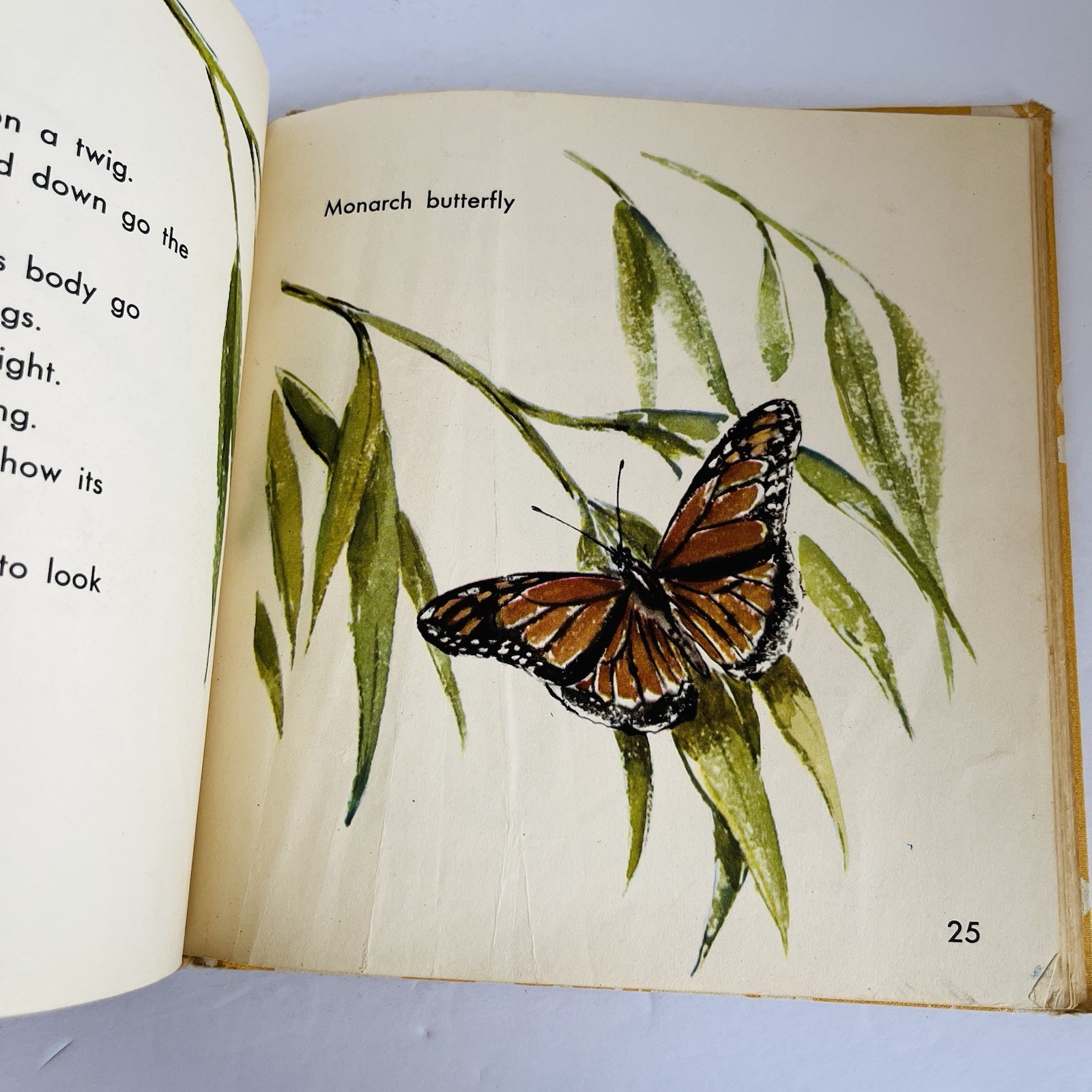 What Is A Butterfly Book 1958 Gene Darby What Is It Series Vintage MCM Science