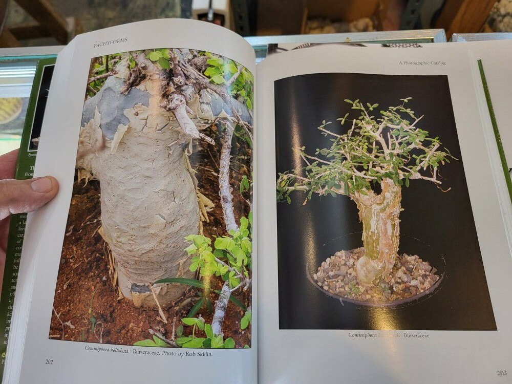 Pachyforms Philippe de Vosjoli Growing Caudiciform Pachyform Plants FREE SHIP