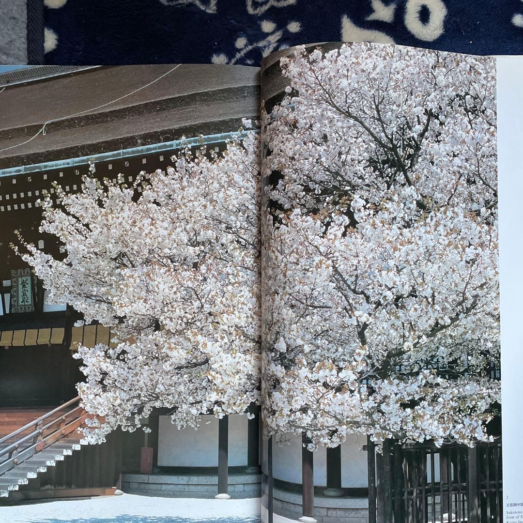 Japanese Cherry Blossoms Hardcover Book | Wide版 152 pages 7.4 x 10.3 in