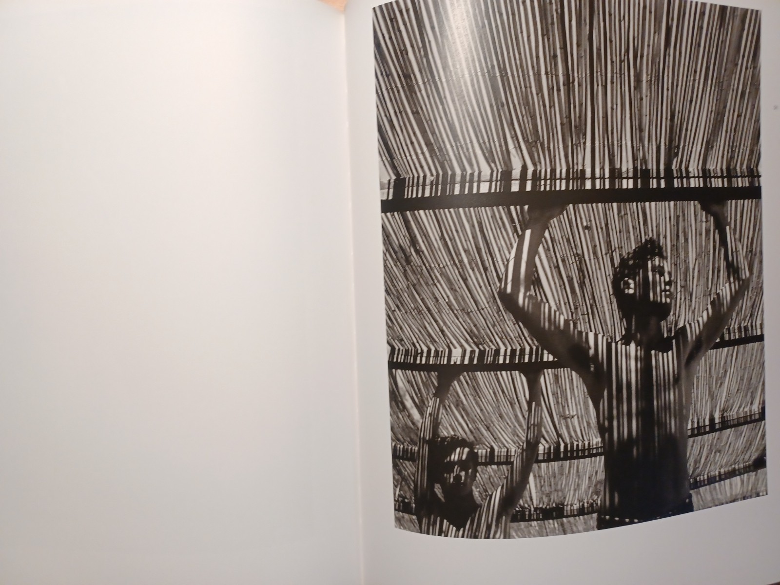 Fragile Beauty : Photographs from the Sir Elton John & David Furnish Collection