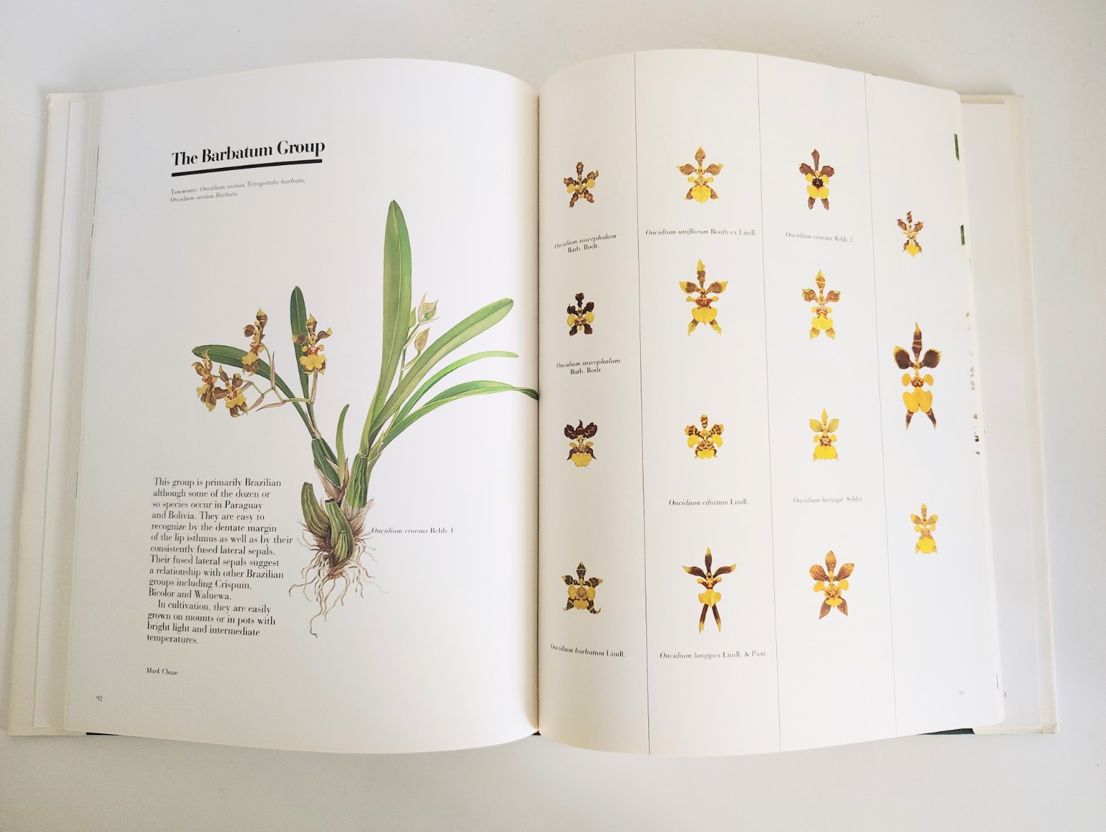 The Pictorial Encyclopedia of Oncidium, H Zelenko, Mark Chase (ed). 1997. 1st.Ed