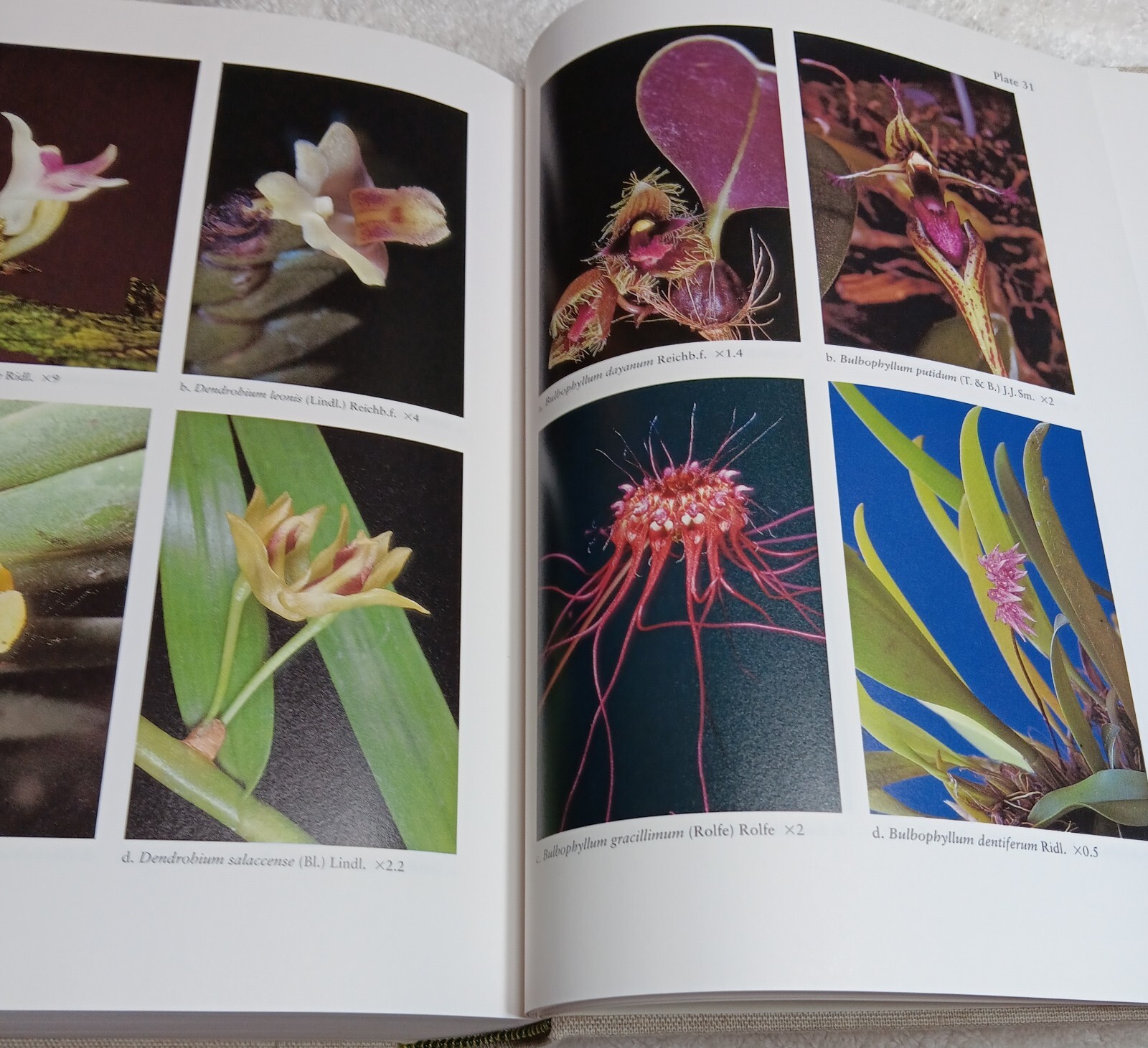 The Orchids of Peninsular Malaysia & Singapore (Seidenfaden & Wood • 1992)