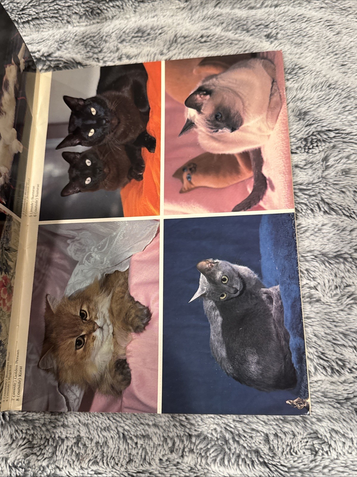 PEDIGREED CATS PHOTO POSTCARDS: 24 FULL-COLOR By Dorothy Holby