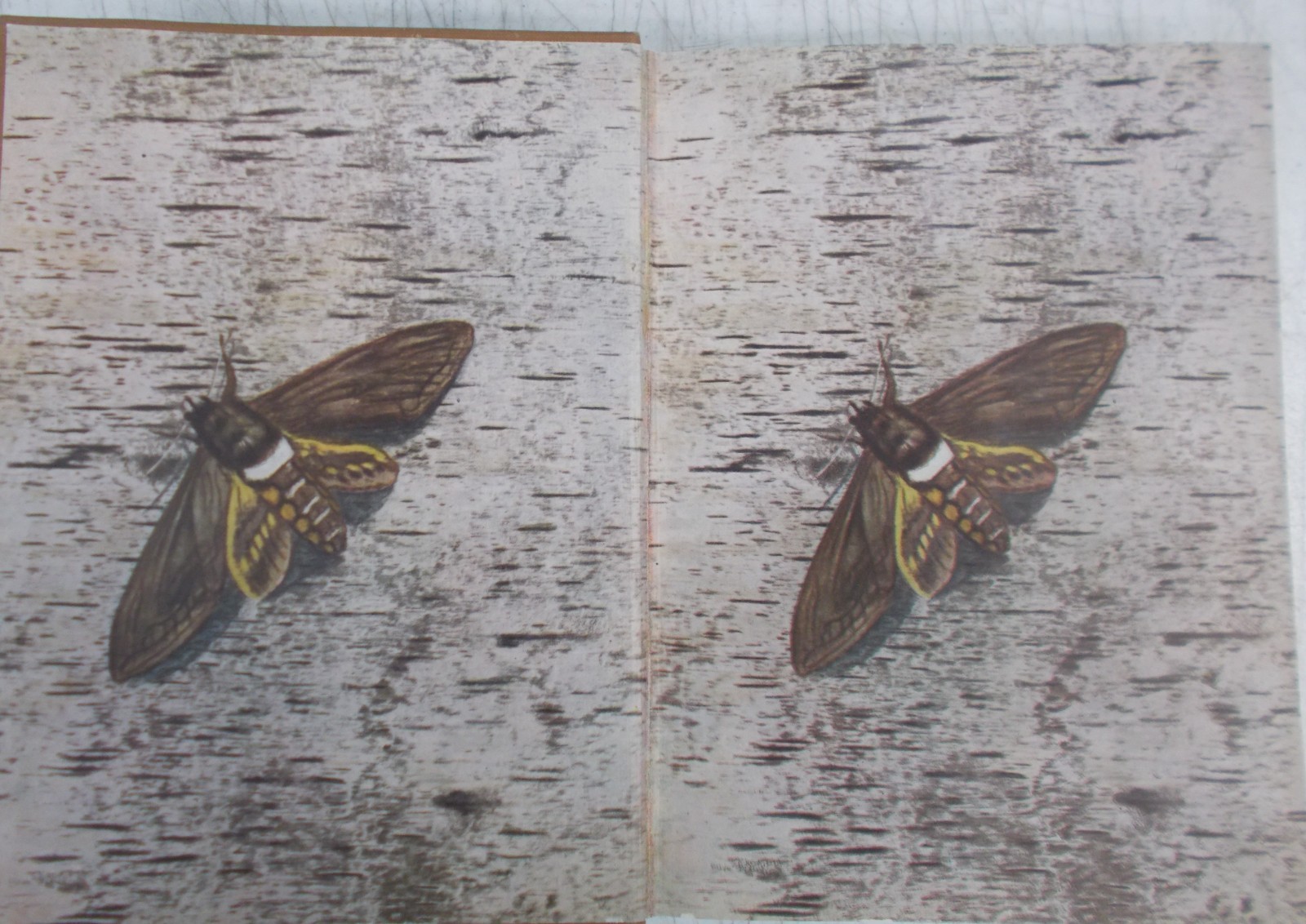Antique-Moths of the Limberlost by Gene Stratton-Porter, 1921, VGC